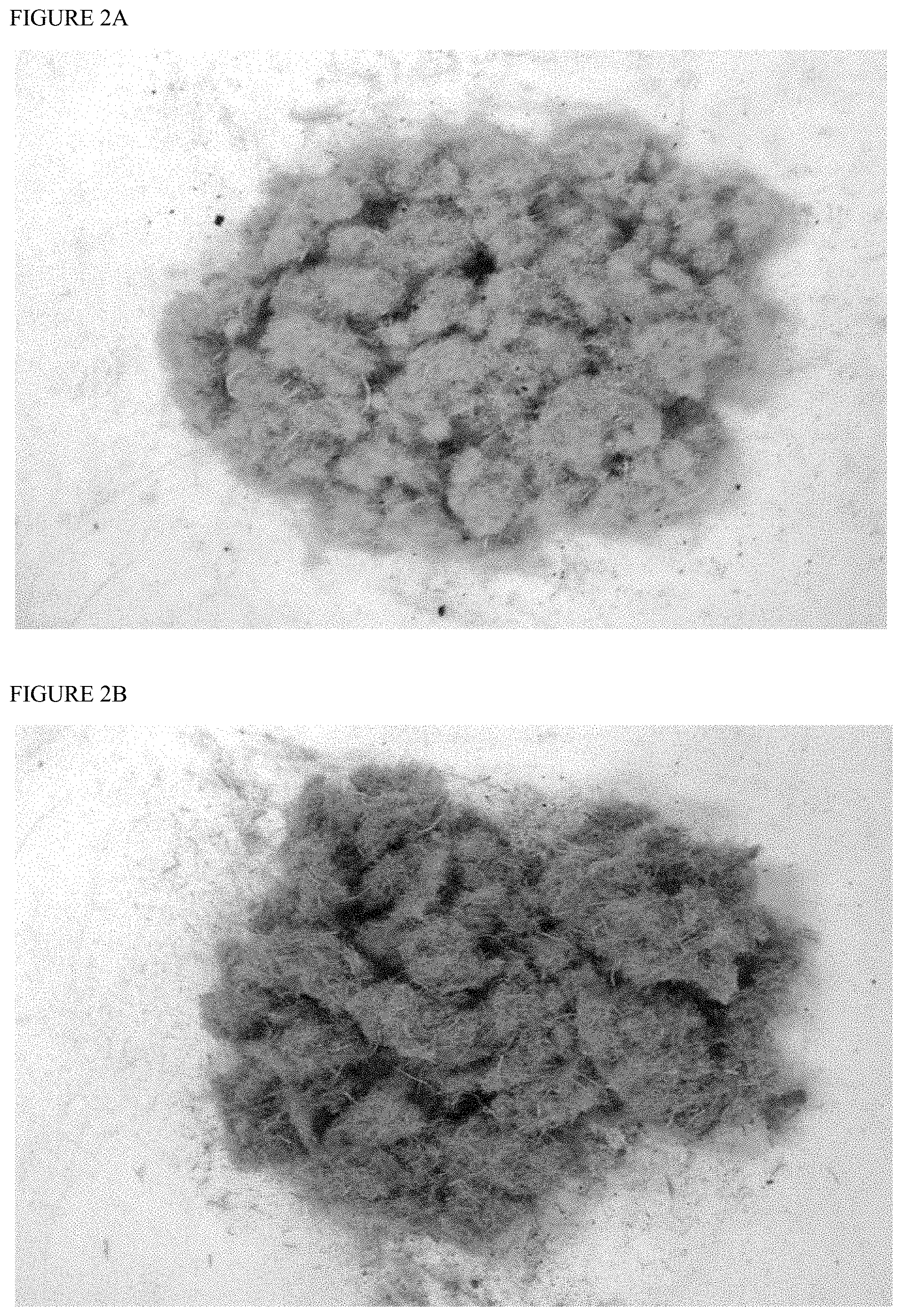 Patent US11771021 Figure 2 – Naturally dyed mulch and growing media