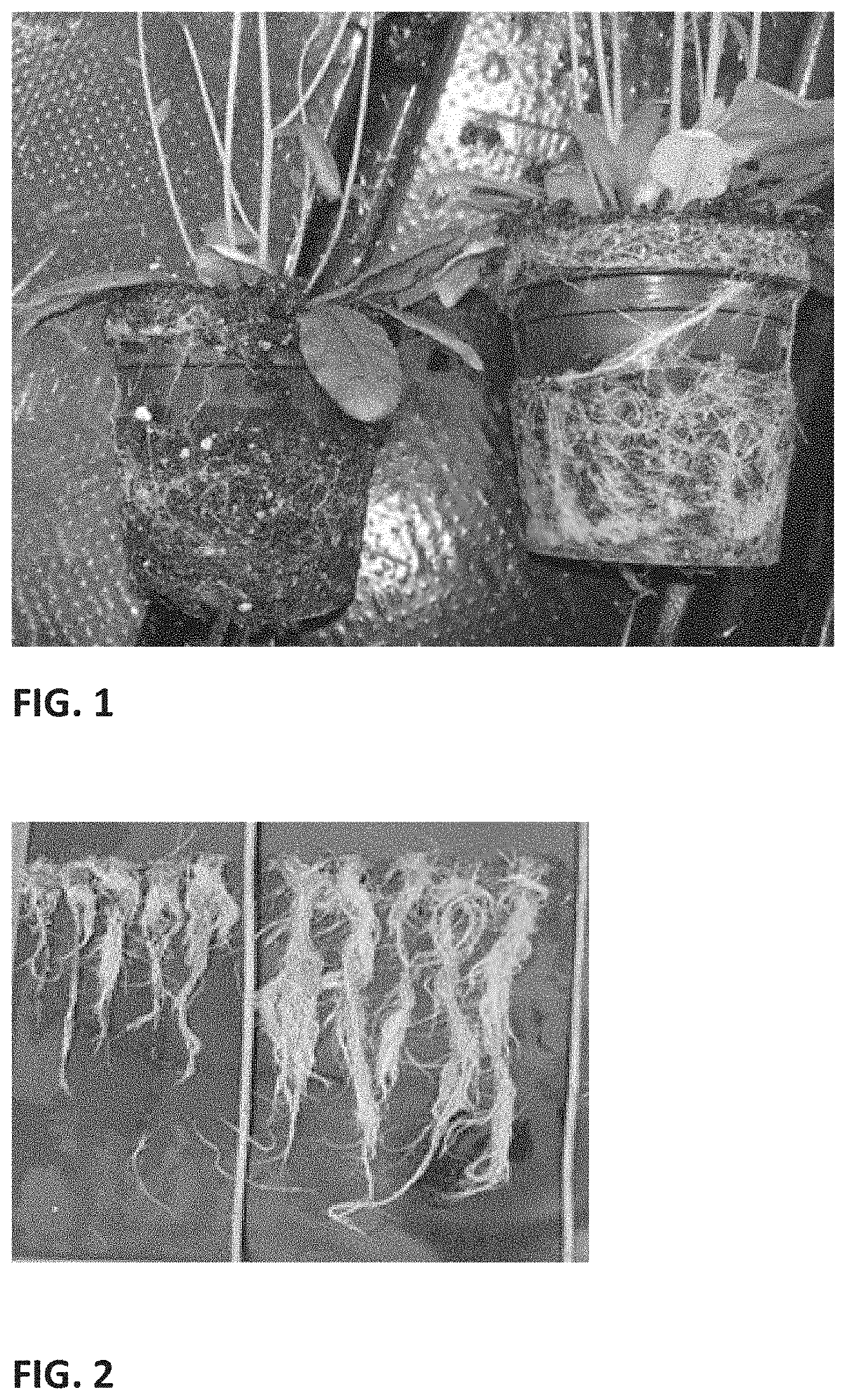 Patent US11771028 Figure 1 – Use of green microalgae to improve plant growth