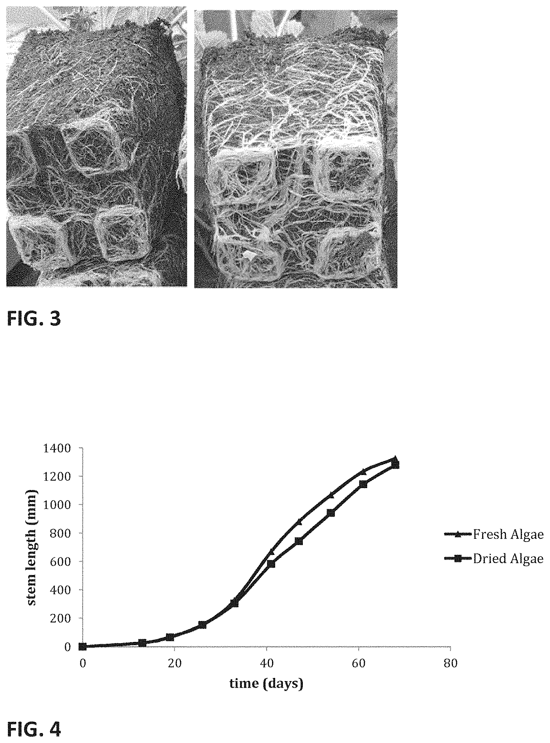 Patent US11771028 Figure 2 – Use of green microalgae to improve plant growth