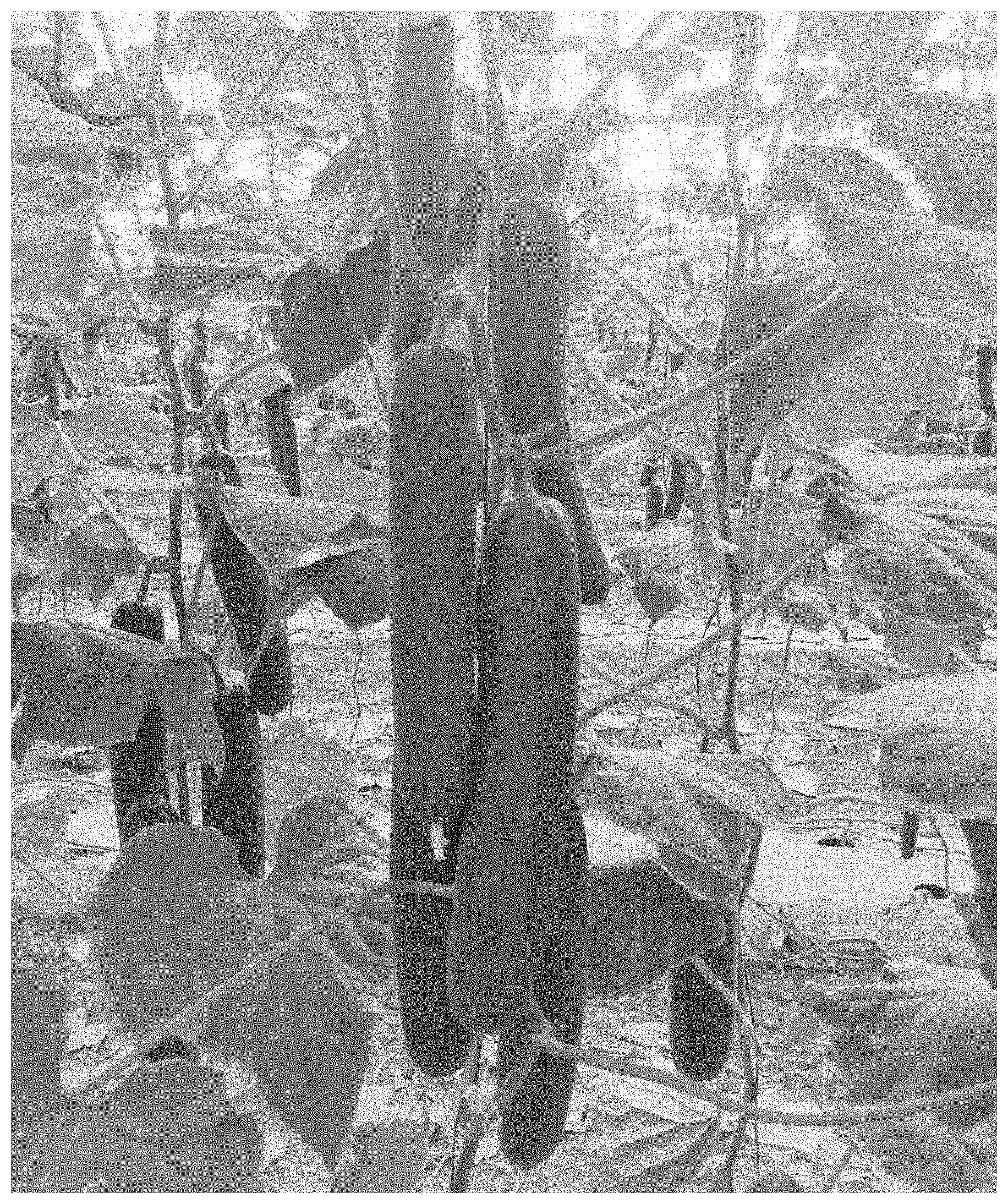 Patent US11771030 Figure 1 – Hybrid cucumber ‘Coatzin’