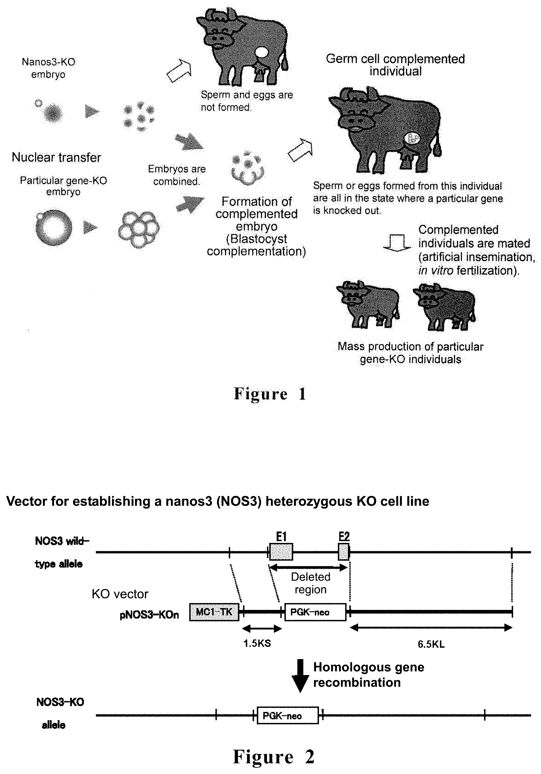Patent US11771068 — Method for producing non-human large mammal or fish each capable of producing gamete originated from different individual — Figure 1
