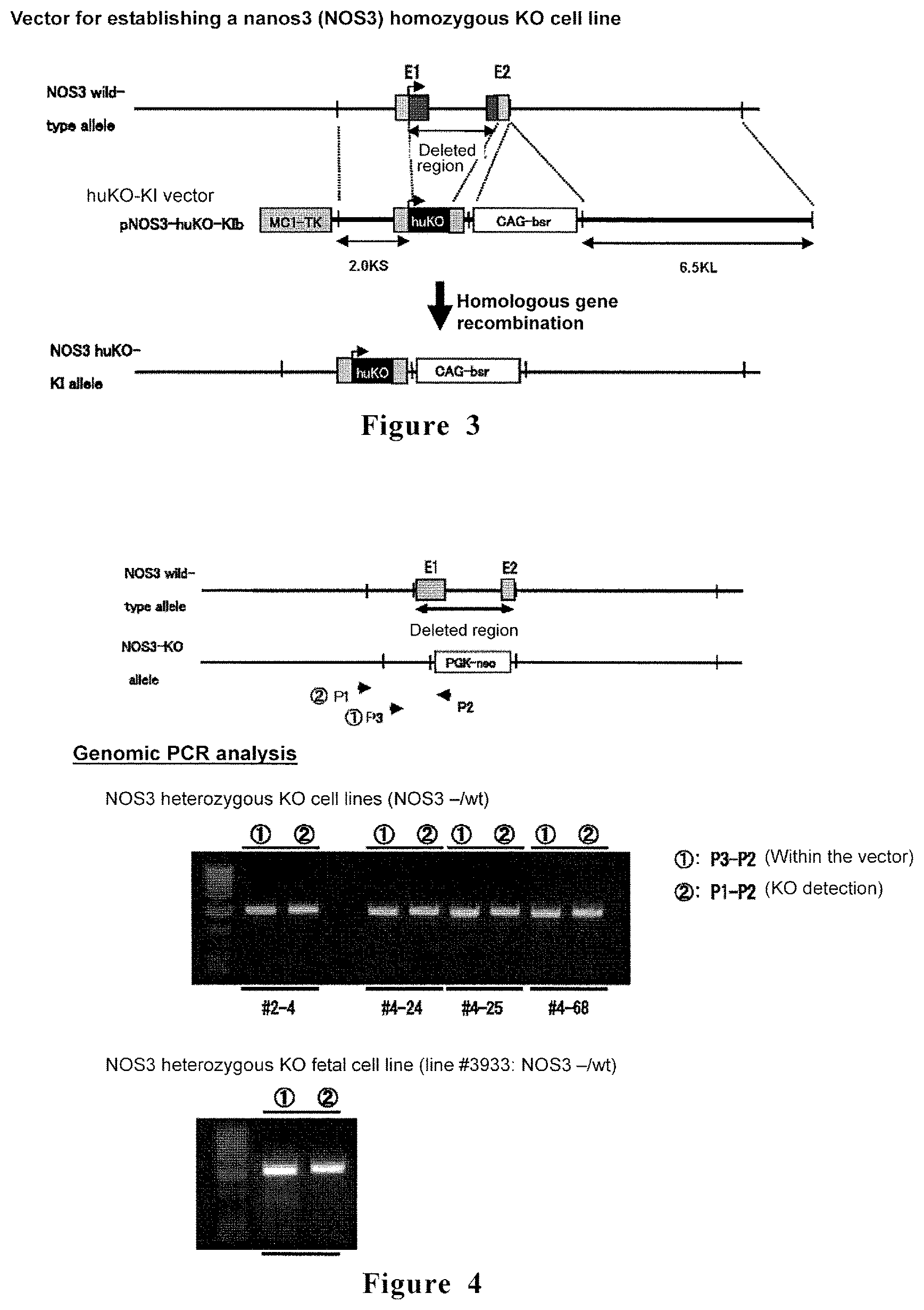 Patent US11771068 Figure 2 – Method for producing non-human large mammal or fish each capable of producing gamete originated from different individual