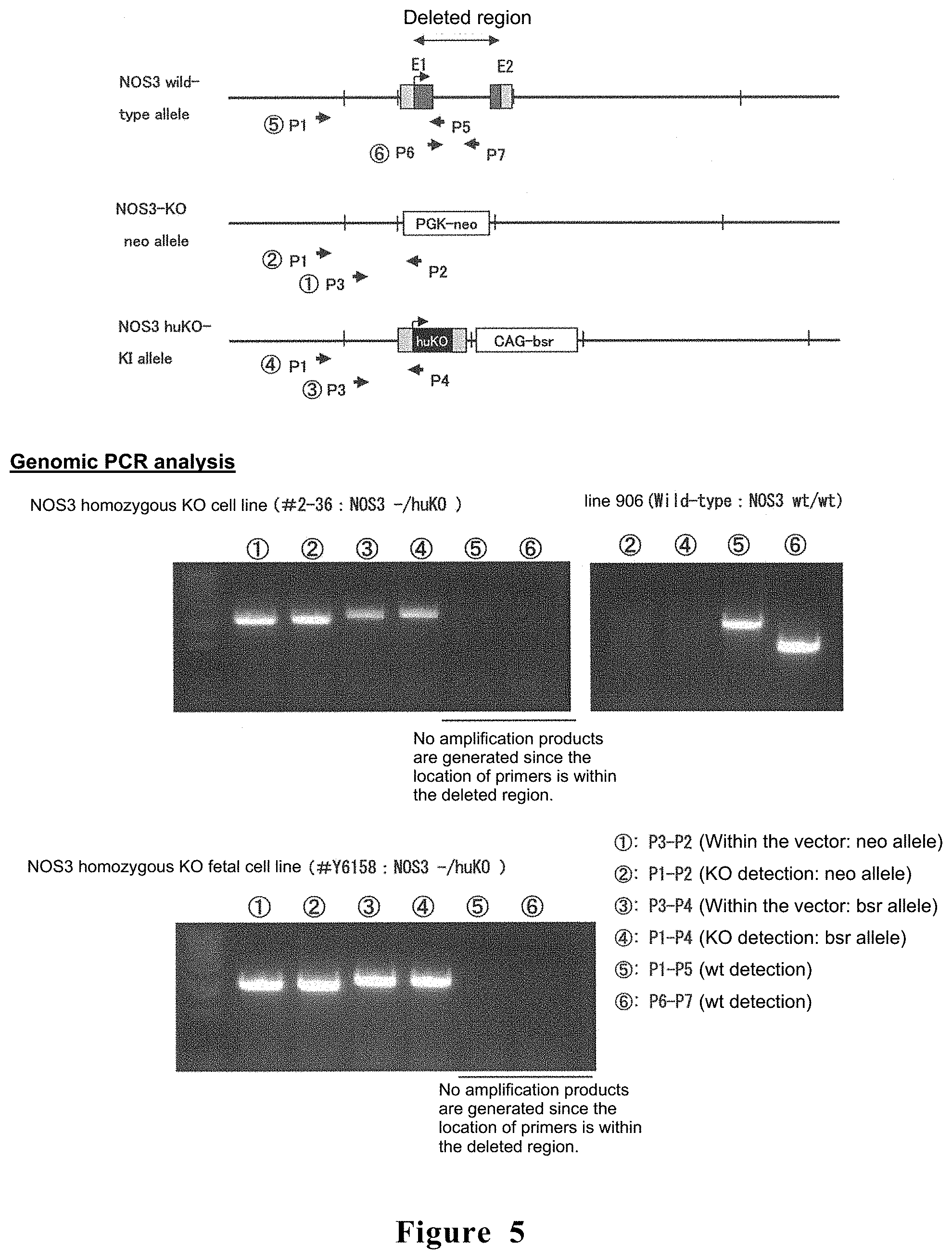 Patent US11771068 Figure 3 – Method for producing non-human large mammal or fish each capable of producing gamete originated from different individual