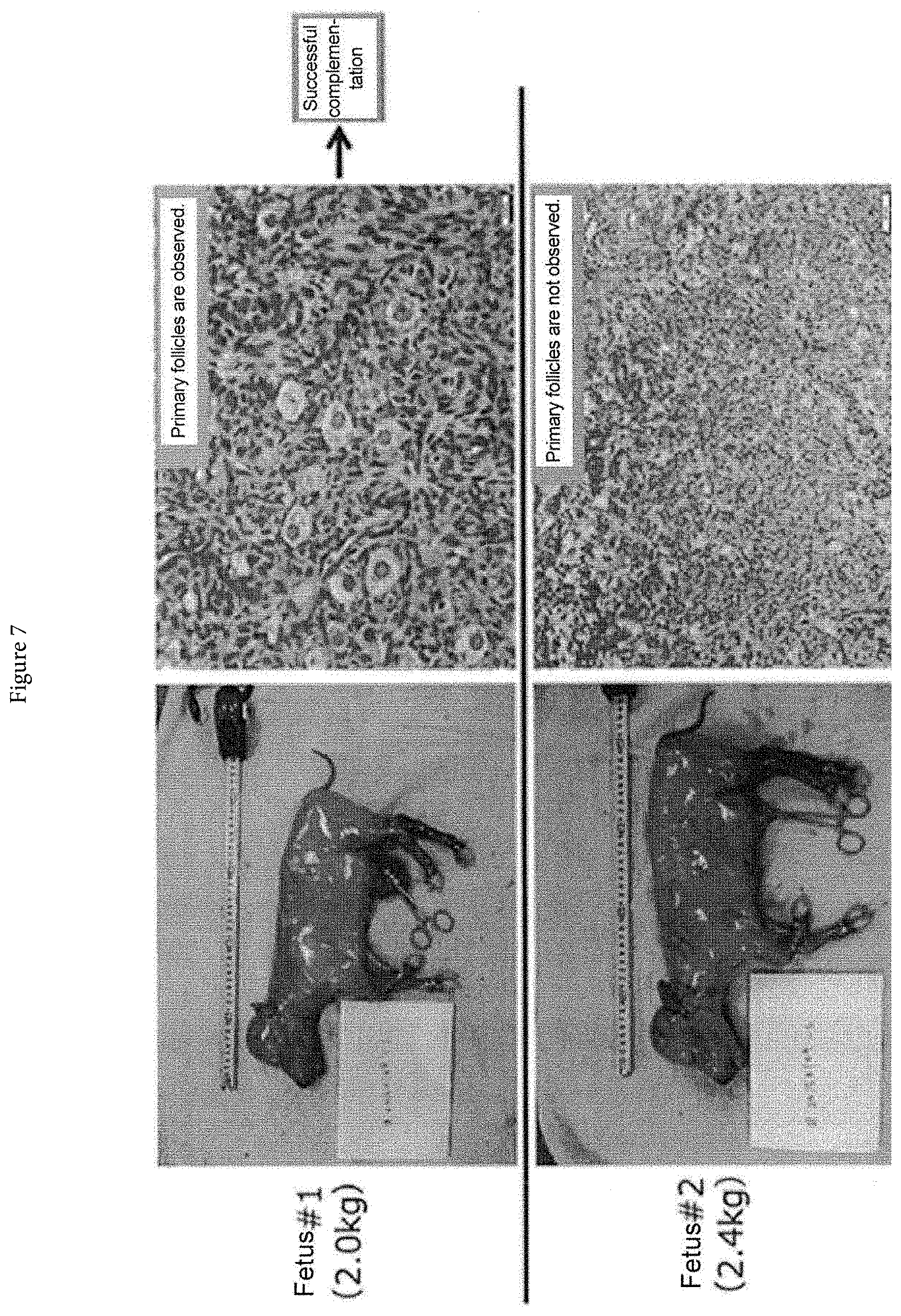 Patent US11771068 Figure 5 – Method for producing non-human large mammal or fish each capable of producing gamete originated from different individual