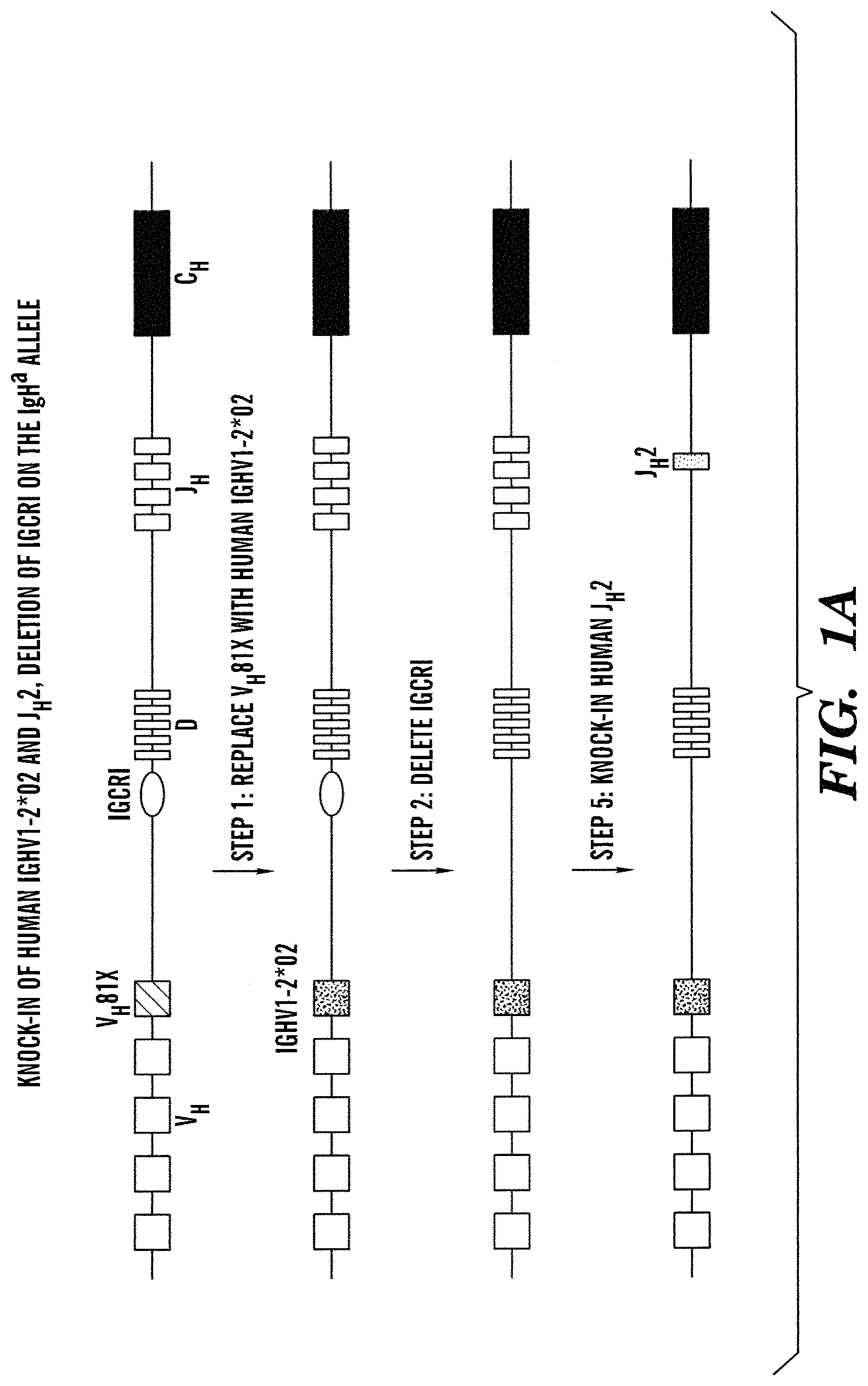 Patent US11771069 Figure 1 – High-throughput mouse model for optimizing antibody affinities