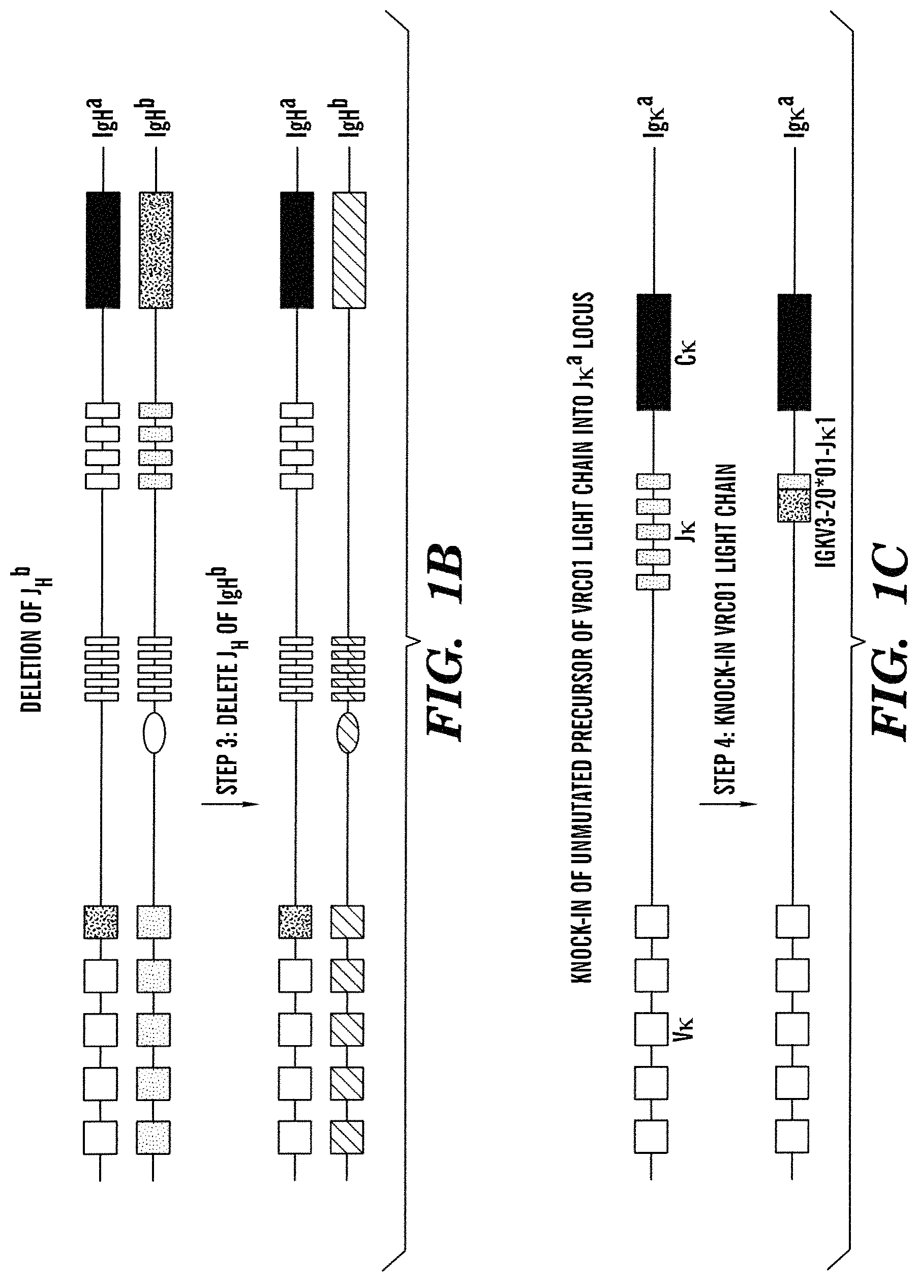 Patent US11771069 Figure 2 – High-throughput mouse model for optimizing antibody affinities