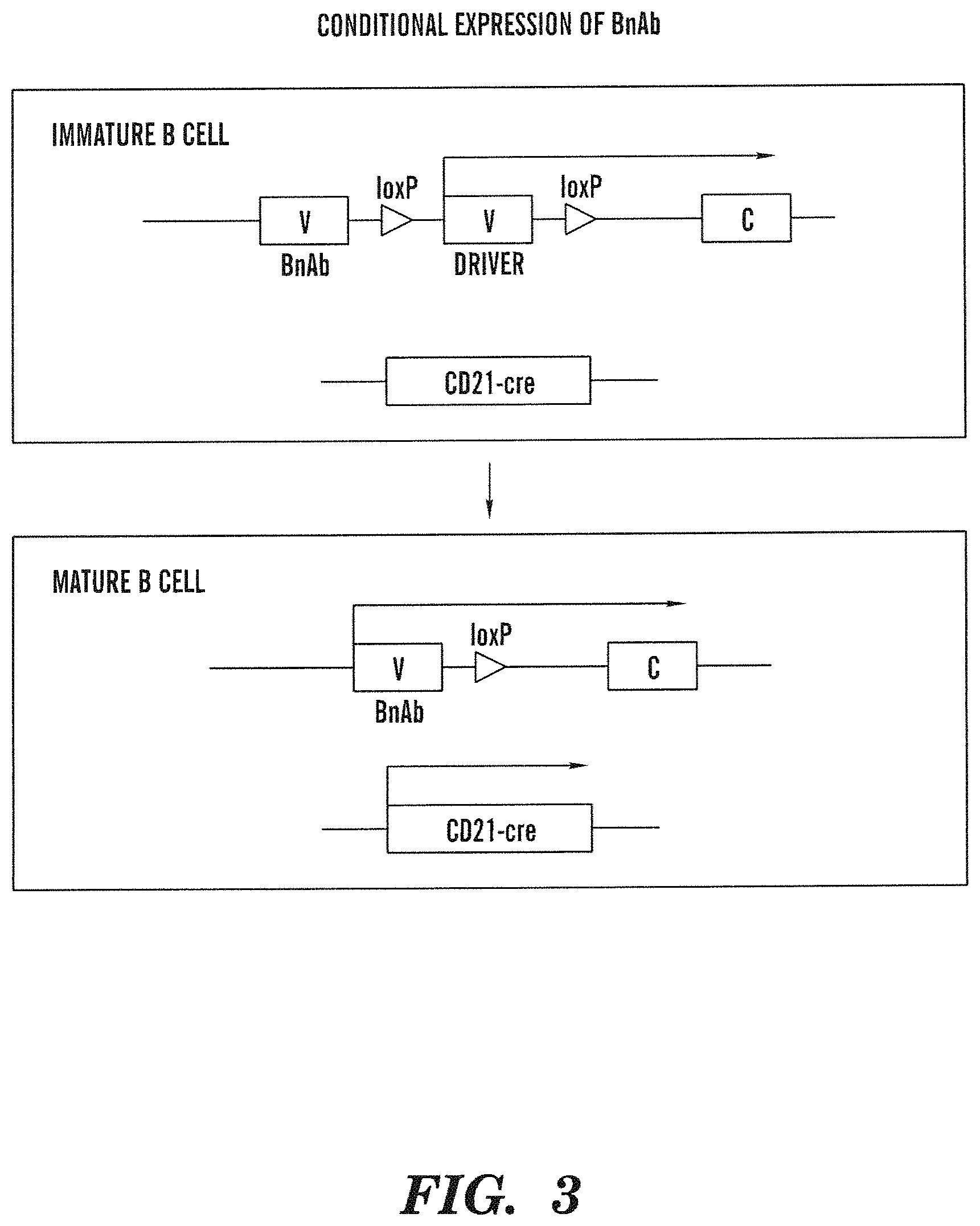 Patent US11771069 Figure 5 – High-throughput mouse model for optimizing antibody affinities