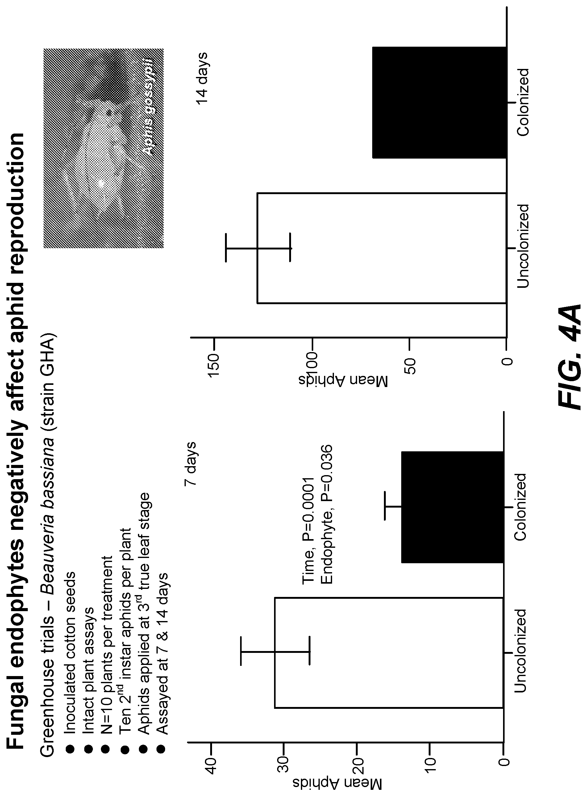 Patent US11771090 Figure 4 – Fungal endophytes for improved crop yields and protection from pests