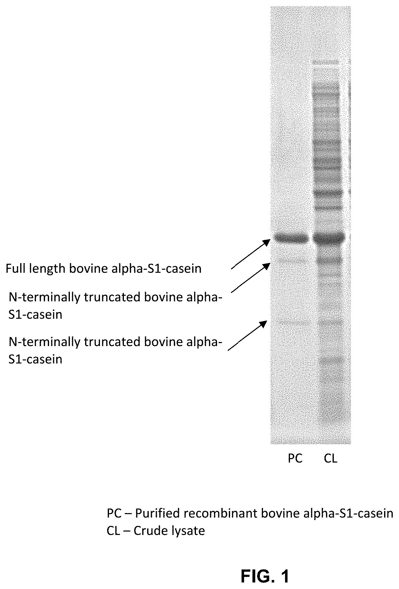 Patent US11771105 Figure 1 – Dairy-like compositions and related methods