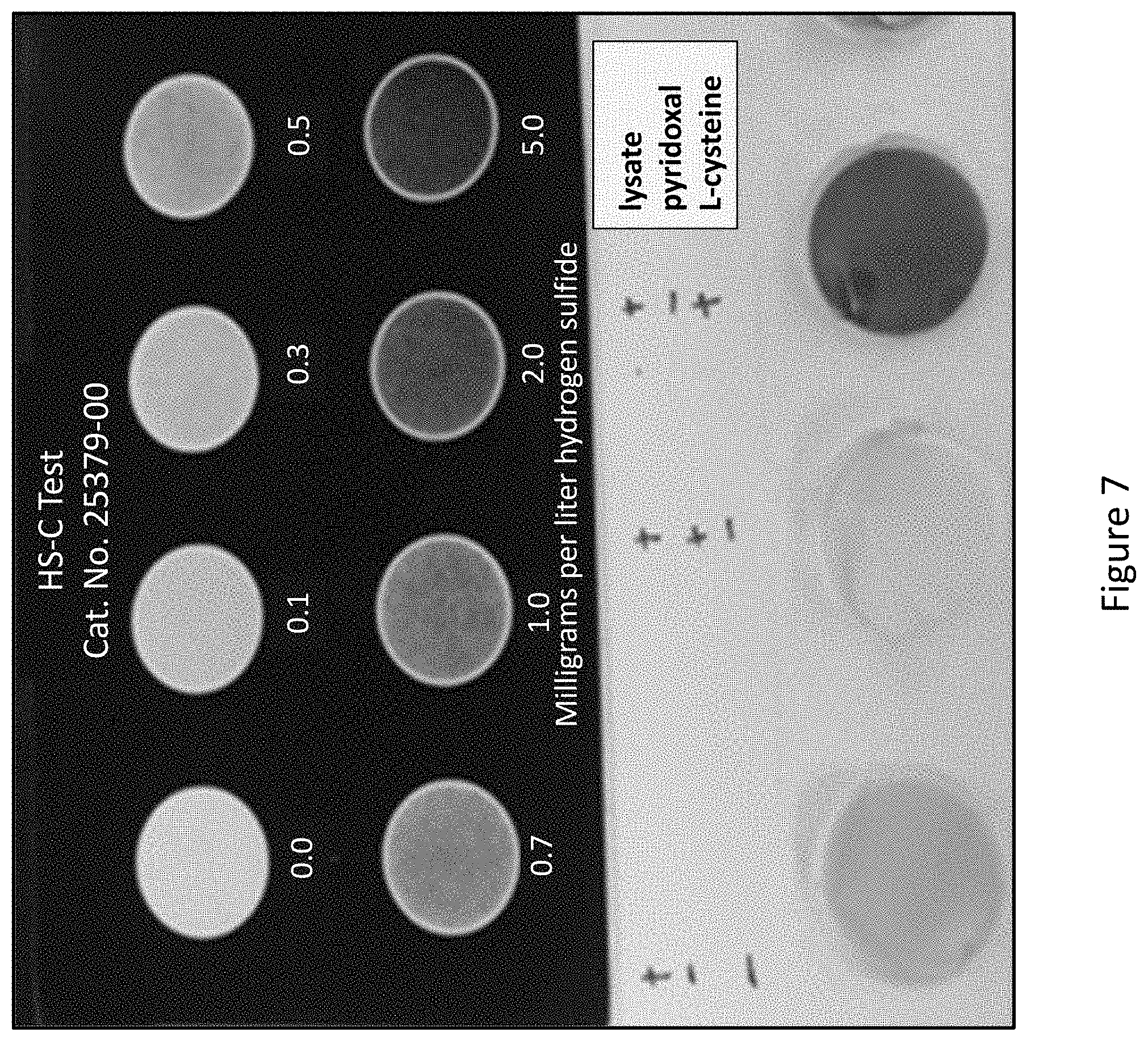 Patent US11771111 Figure 7 – Purified protein