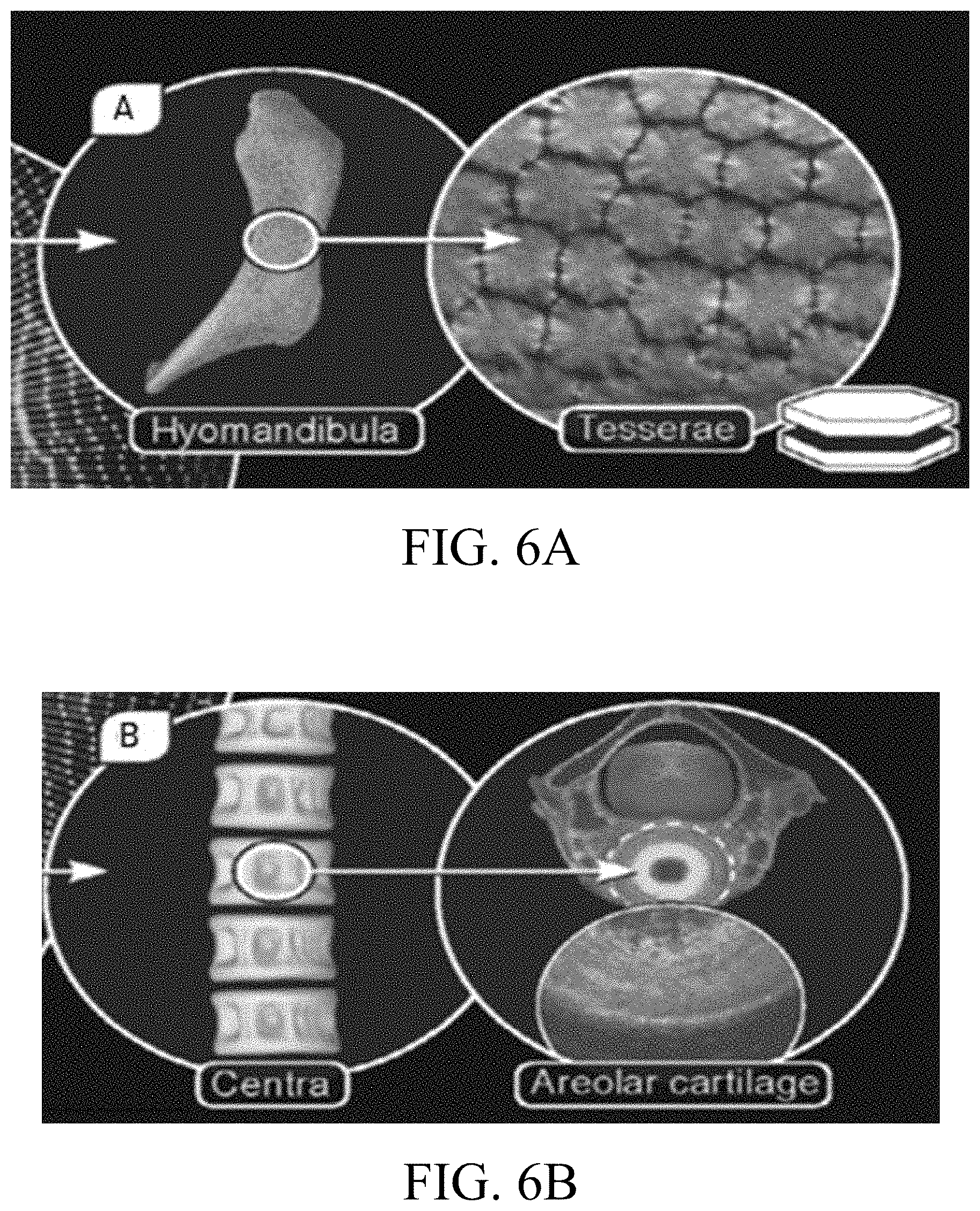 Patent US11771563 Figure 9 – Artificial tessellated implants, and systems and methods of making and using same