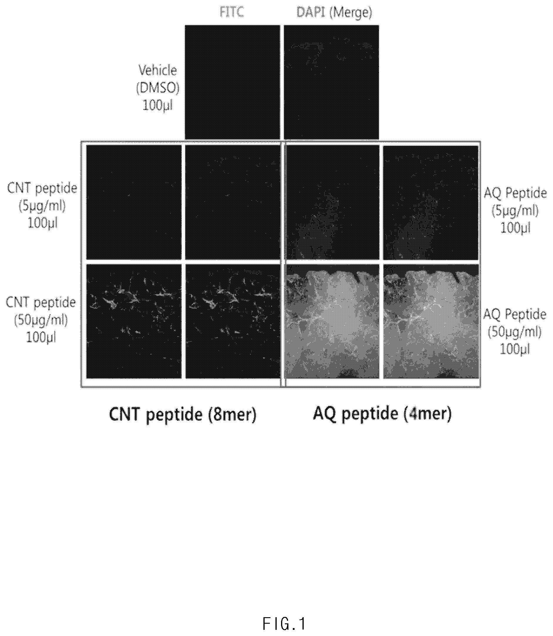 Patent US11771636 Figure 1 – Composition for promoting hair growth comprising adiponectin-derived peptide