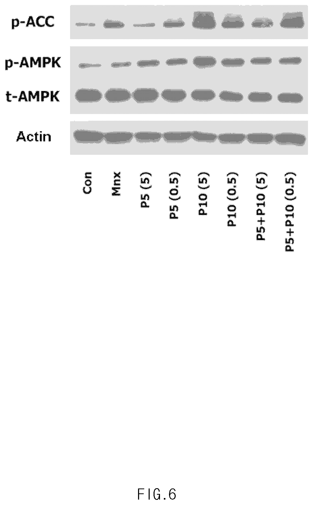 Patent US11771636 Figure 6 – Composition for promoting hair growth comprising adiponectin-derived peptide