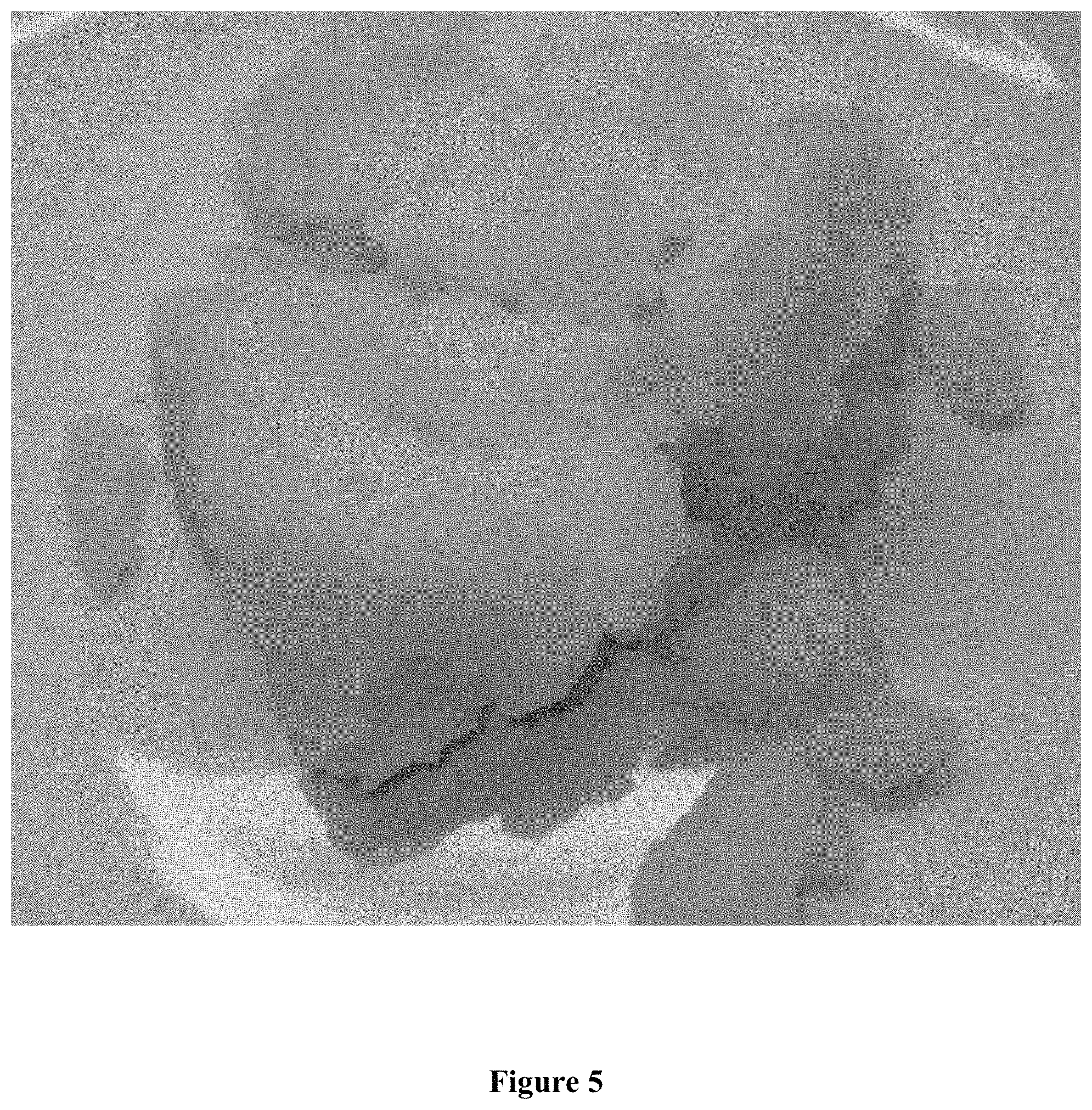 Patent US11771649 Figure 5 – Pharmaceutical lotion or salve utilizing mixed metal hydroxide antimicrobial charged particles