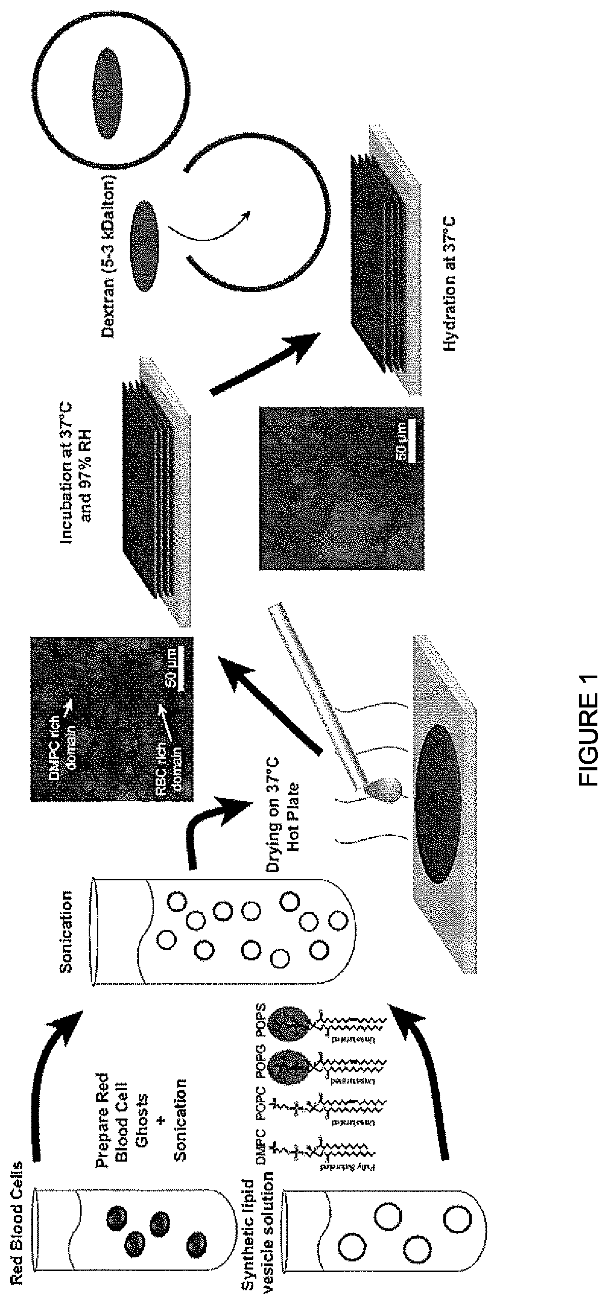 Patent US11771650 Figure 1 – Hybrid biological membranes, methods of making and uses thereof