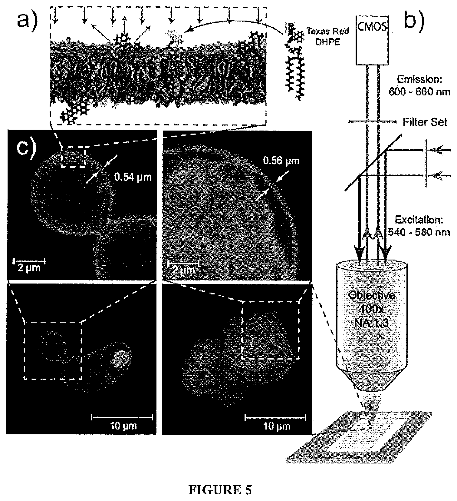 Patent US11771650 Figure 5 – Hybrid biological membranes, methods of making and uses thereof