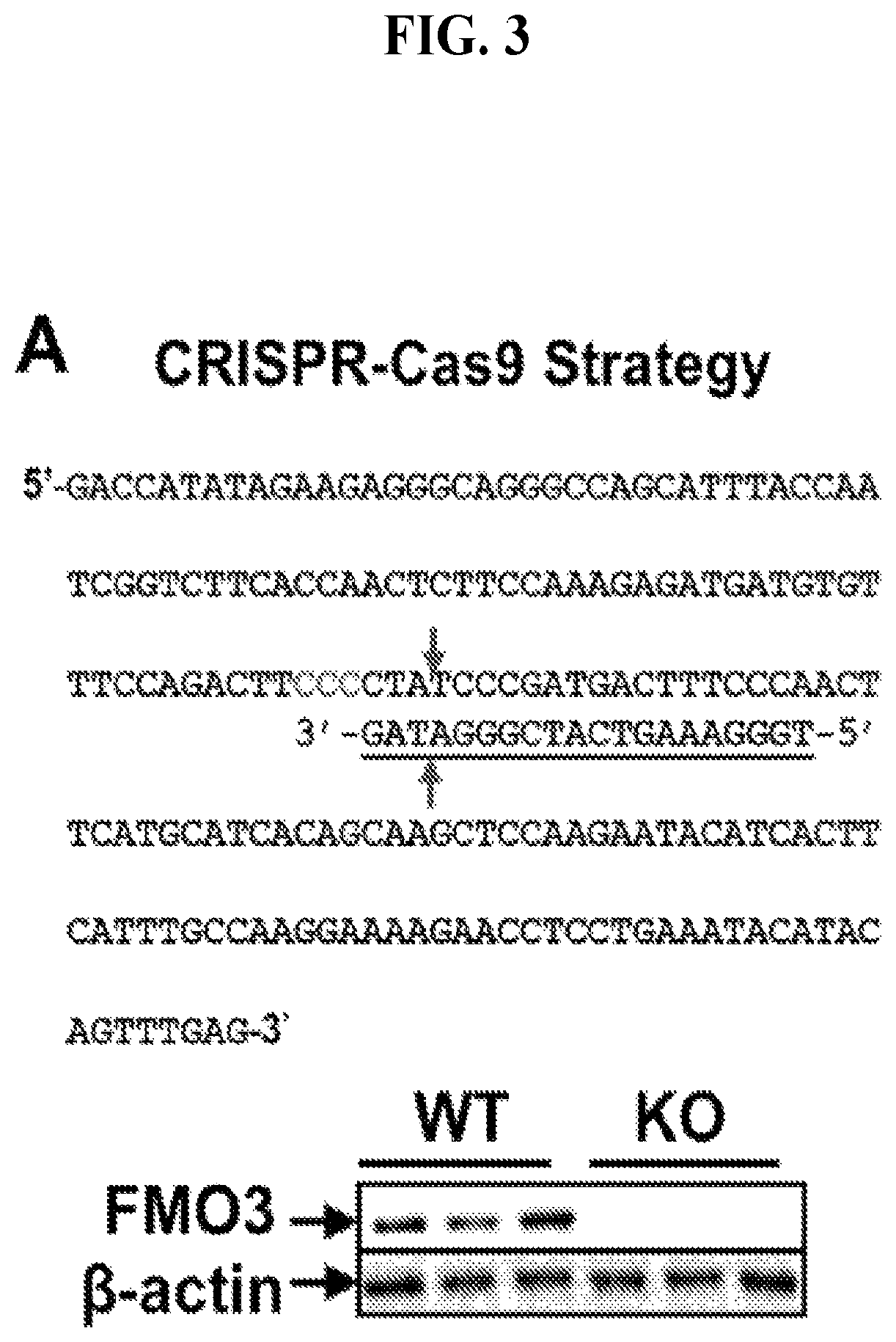 Patent US11771659 Figure 6 – Treating disease and promoting weight loss by inhibiting the TMA/FMO3/TMAO pathway
