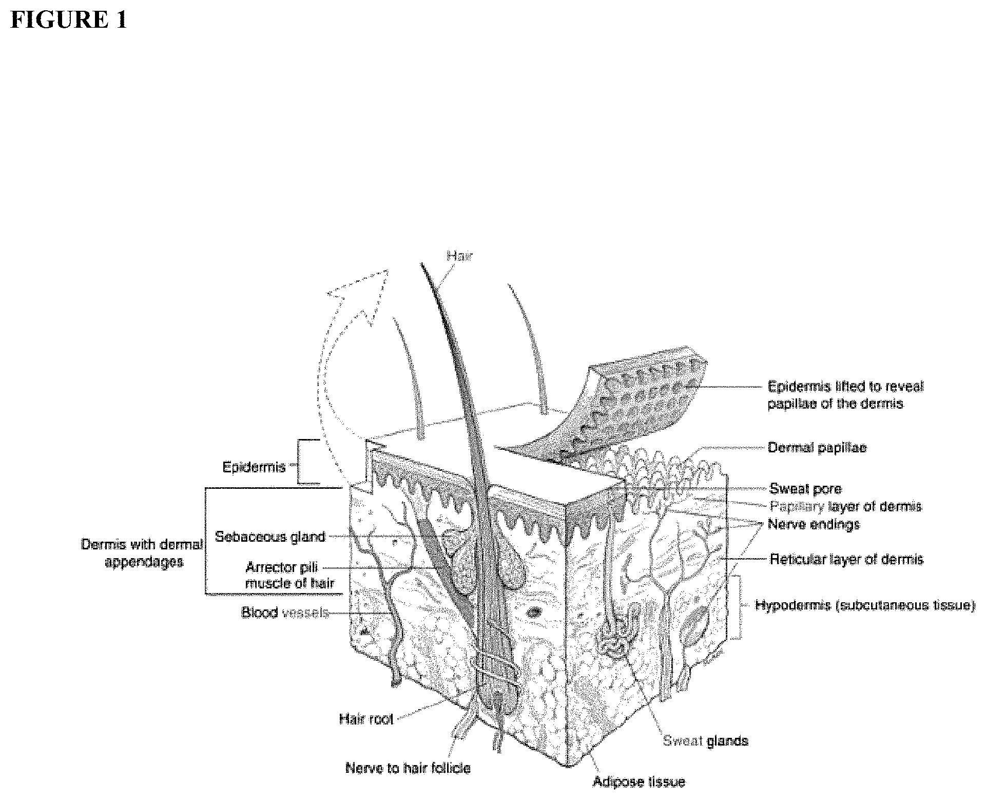 Patent US11771669 Figure 1 – Topical composition and delivery system and its use