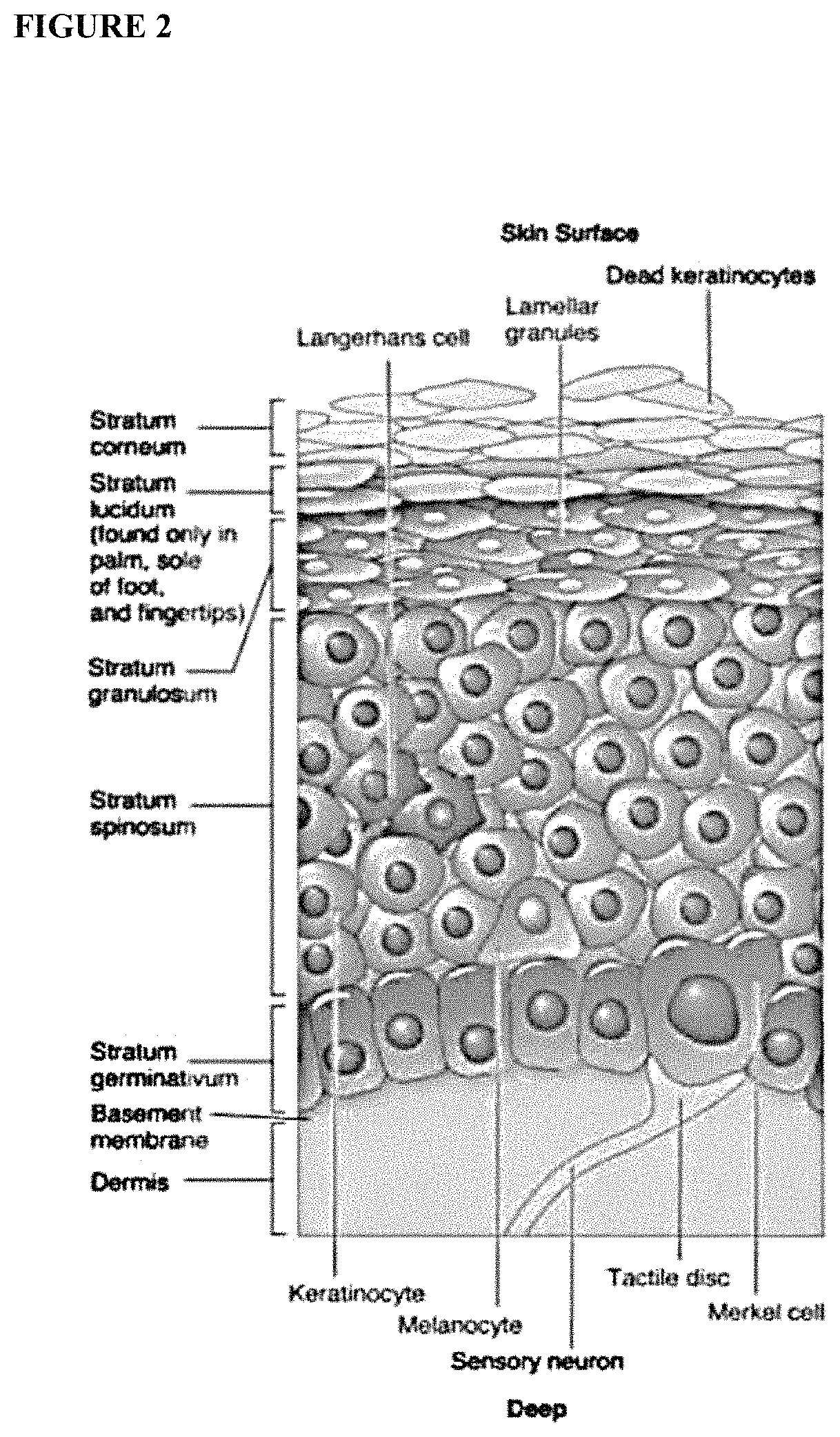 Patent US11771669 Figure 2 – Topical composition and delivery system and its use