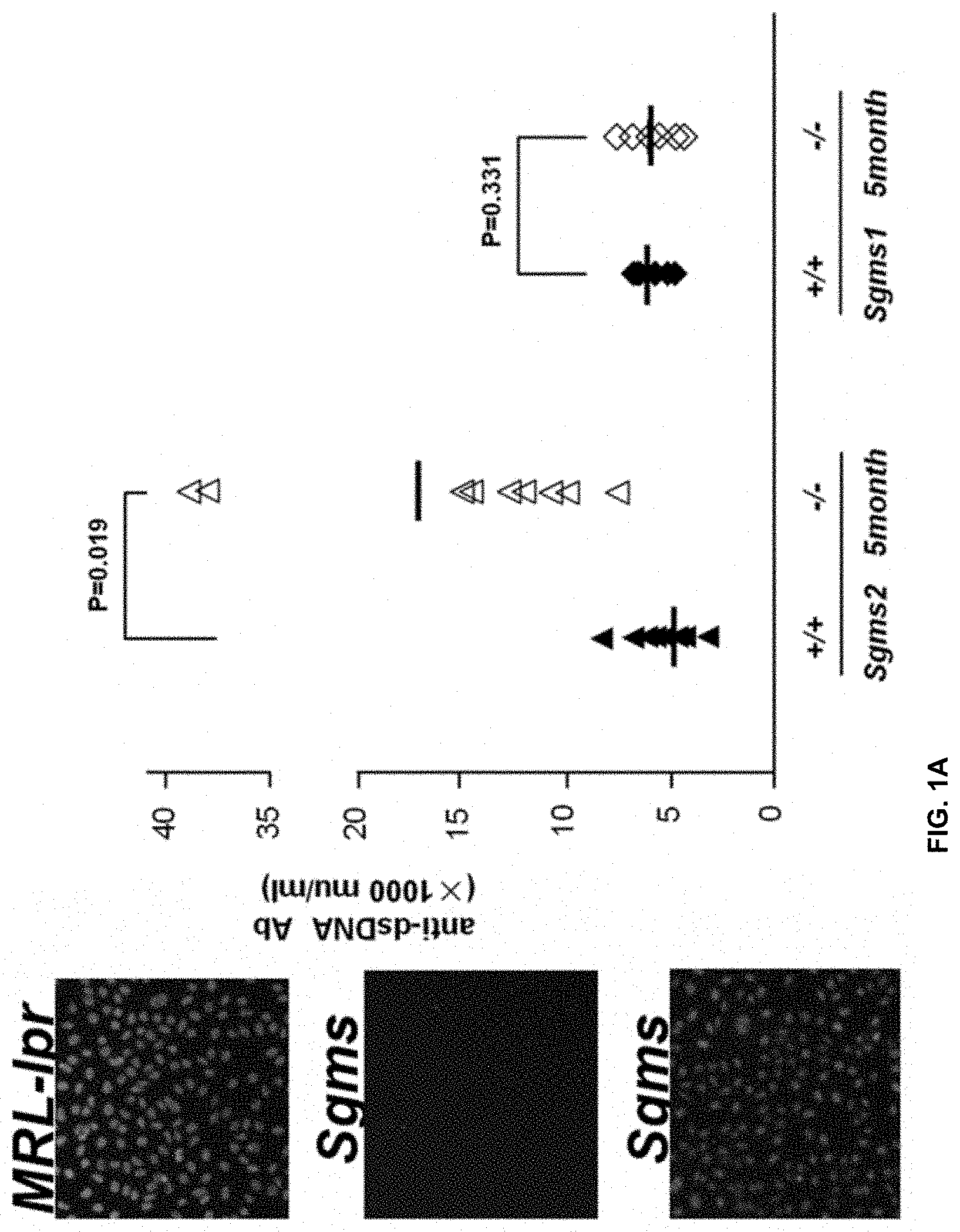 Patent US11771672 Figure 1 – Use of 2-hydroxyoleic acid for the treatment of systemic lupus erythematosus and other immune pathologies