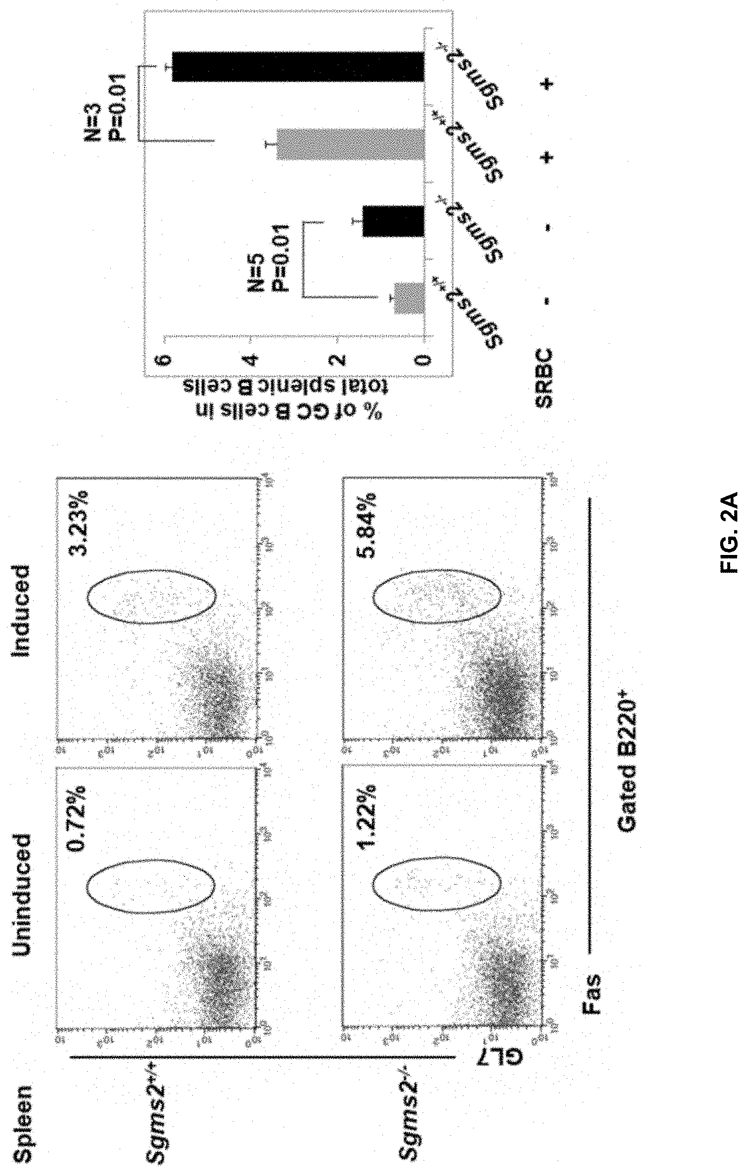 Patent US11771672 Figure 4 – Use of 2-hydroxyoleic acid for the treatment of systemic lupus erythematosus and other immune pathologies