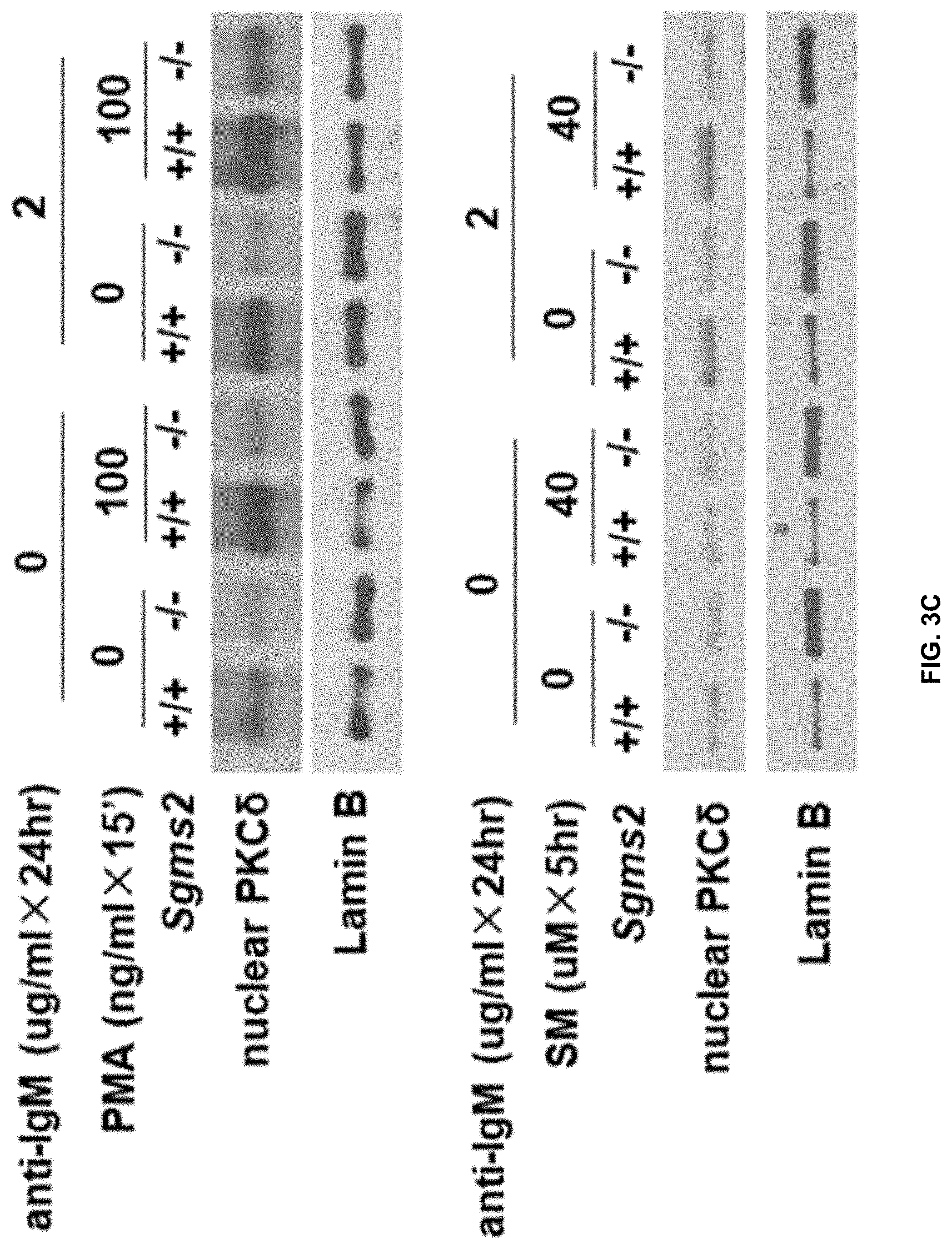 Patent US11771672 Figure 14 – Use of 2-hydroxyoleic acid for the treatment of systemic lupus erythematosus and other immune pathologies