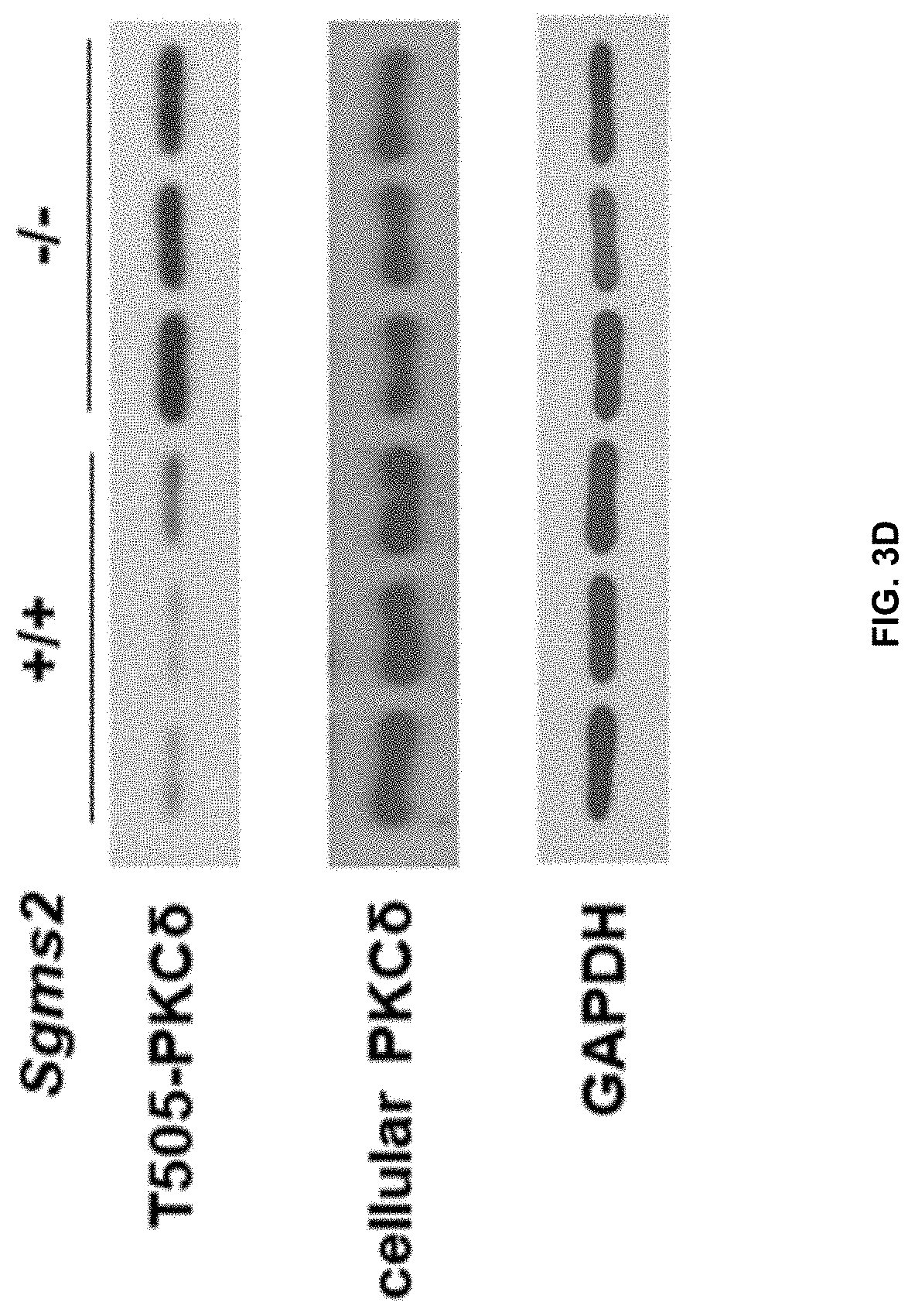 Patent US11771672 Figure 15 – Use of 2-hydroxyoleic acid for the treatment of systemic lupus erythematosus and other immune pathologies