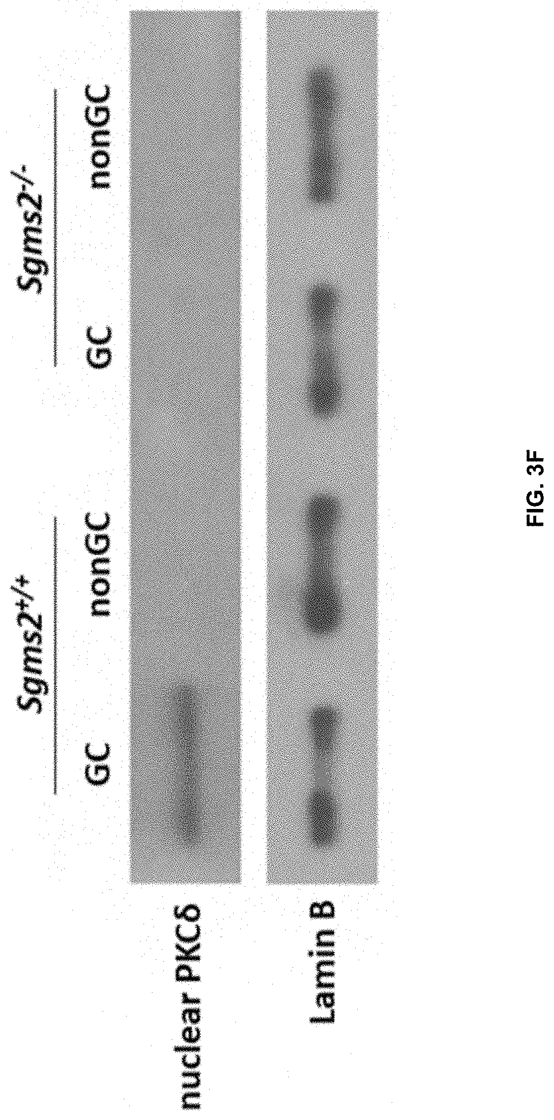Patent US11771672 Figure 17 – Use of 2-hydroxyoleic acid for the treatment of systemic lupus erythematosus and other immune pathologies
