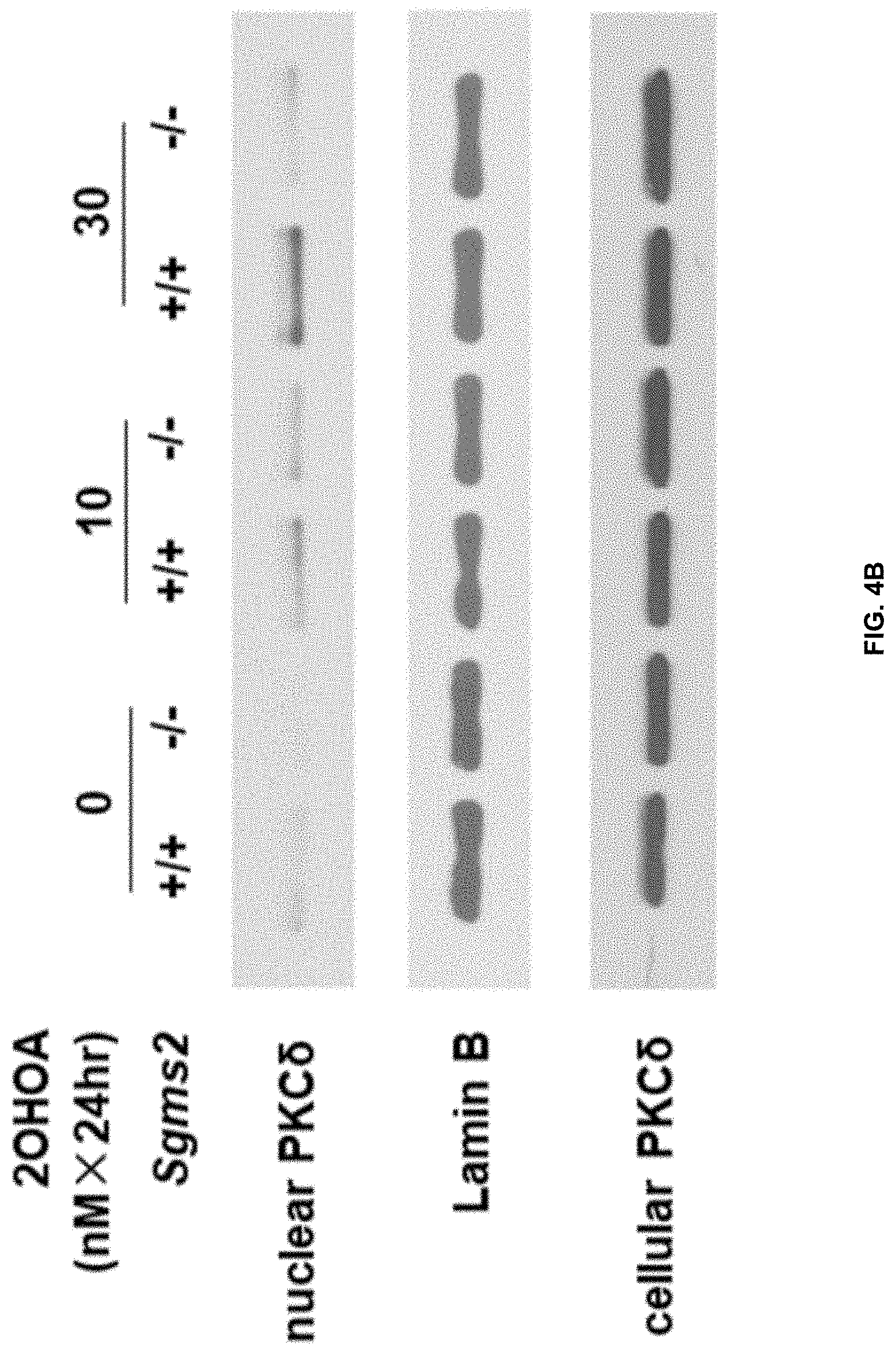 Patent US11771672 Figure 19 – Use of 2-hydroxyoleic acid for the treatment of systemic lupus erythematosus and other immune pathologies