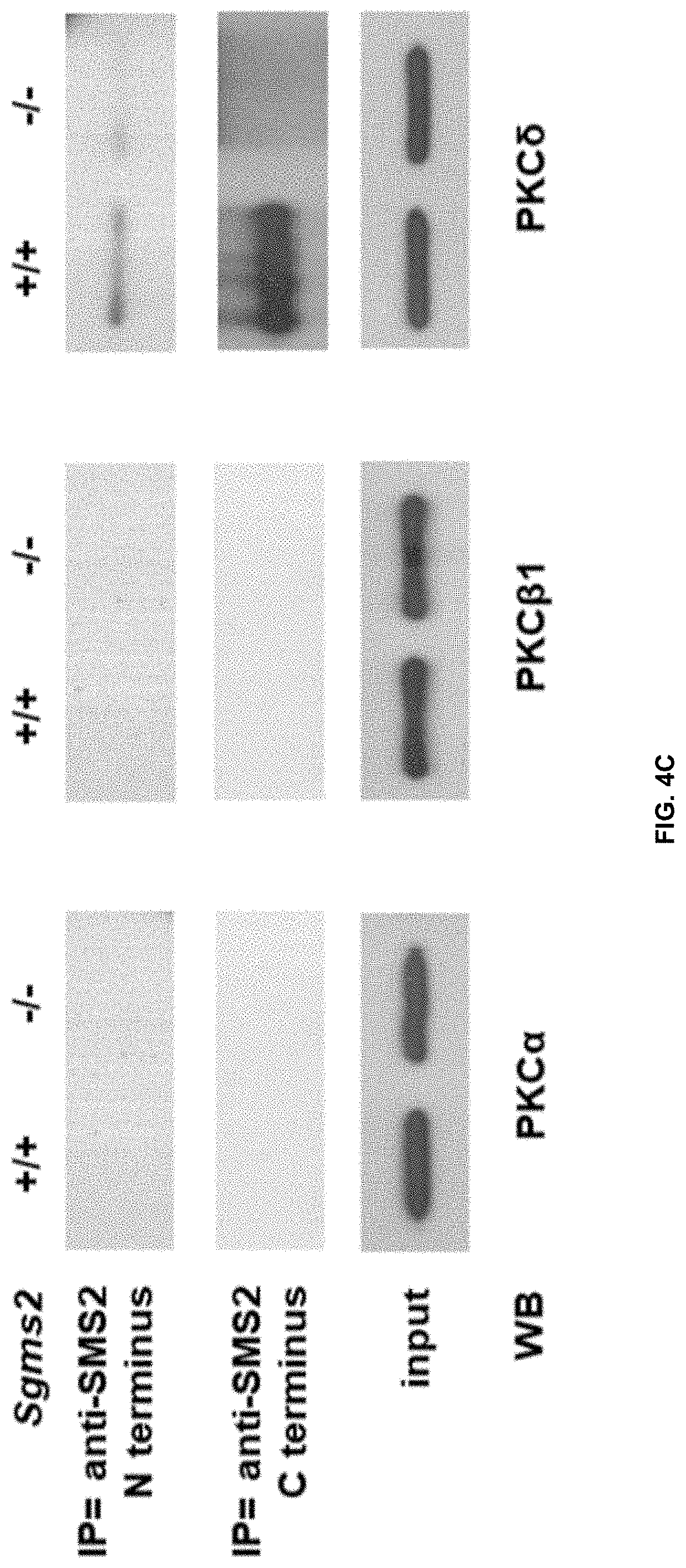 Patent US11771672 Figure 20 – Use of 2-hydroxyoleic acid for the treatment of systemic lupus erythematosus and other immune pathologies