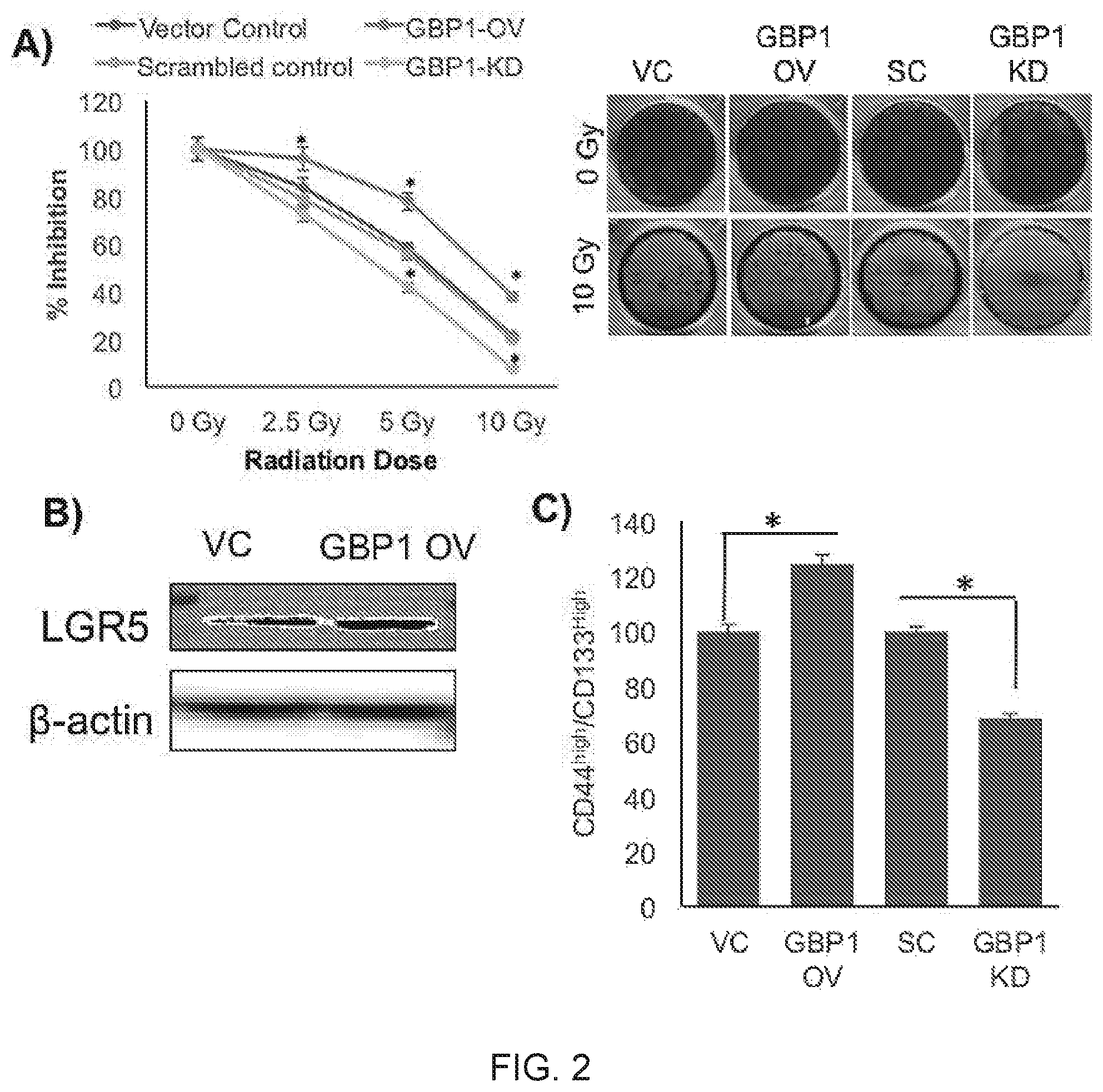 Patent US11771692 Figure 2 – N-hydroxyethyl didehydroazapodophyllotoxins as GBP1 inhibitors and methods of overcoming treatment resistance in cancer