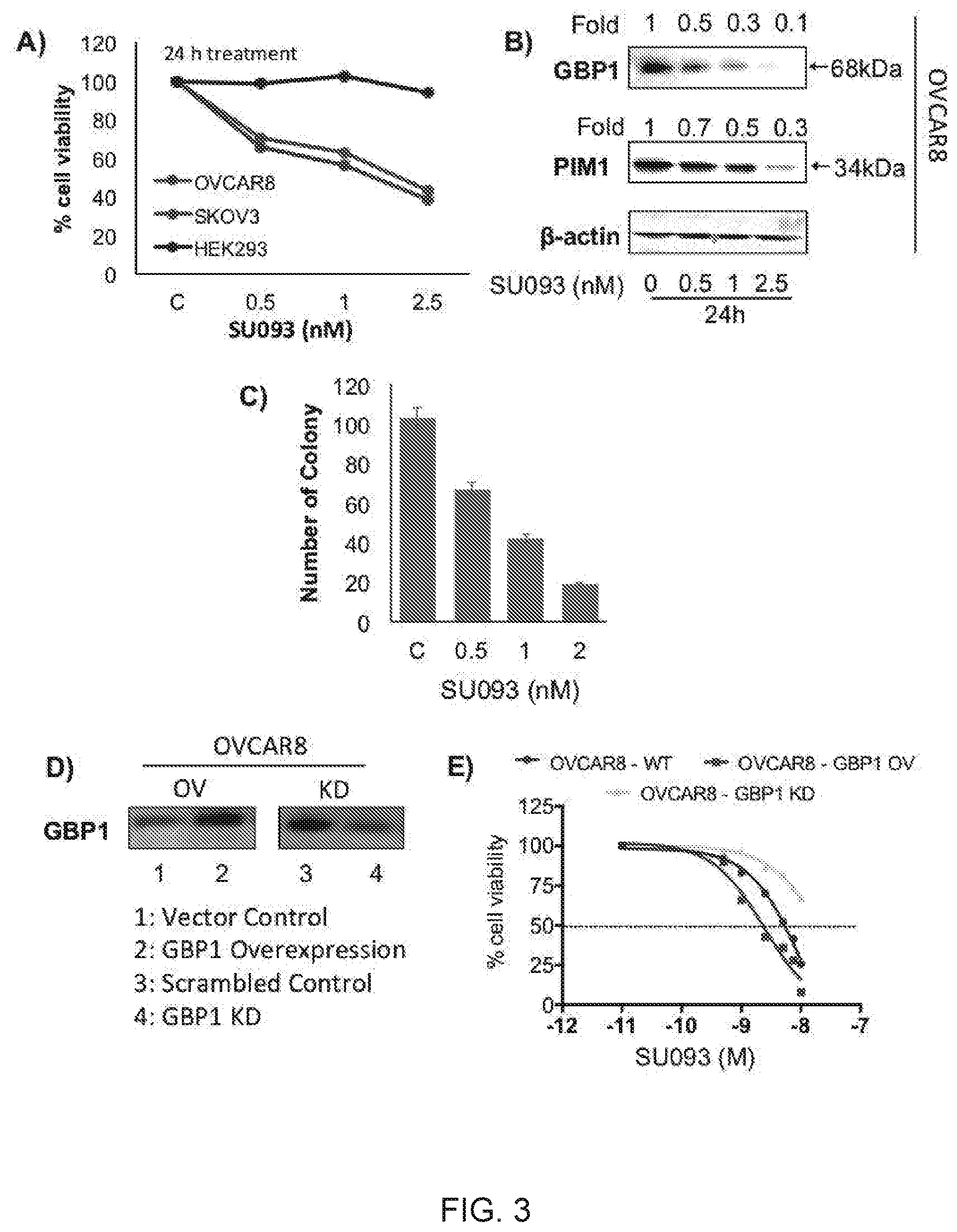 Patent US11771692 Figure 3 – N-hydroxyethyl didehydroazapodophyllotoxins as GBP1 inhibitors and methods of overcoming treatment resistance in cancer