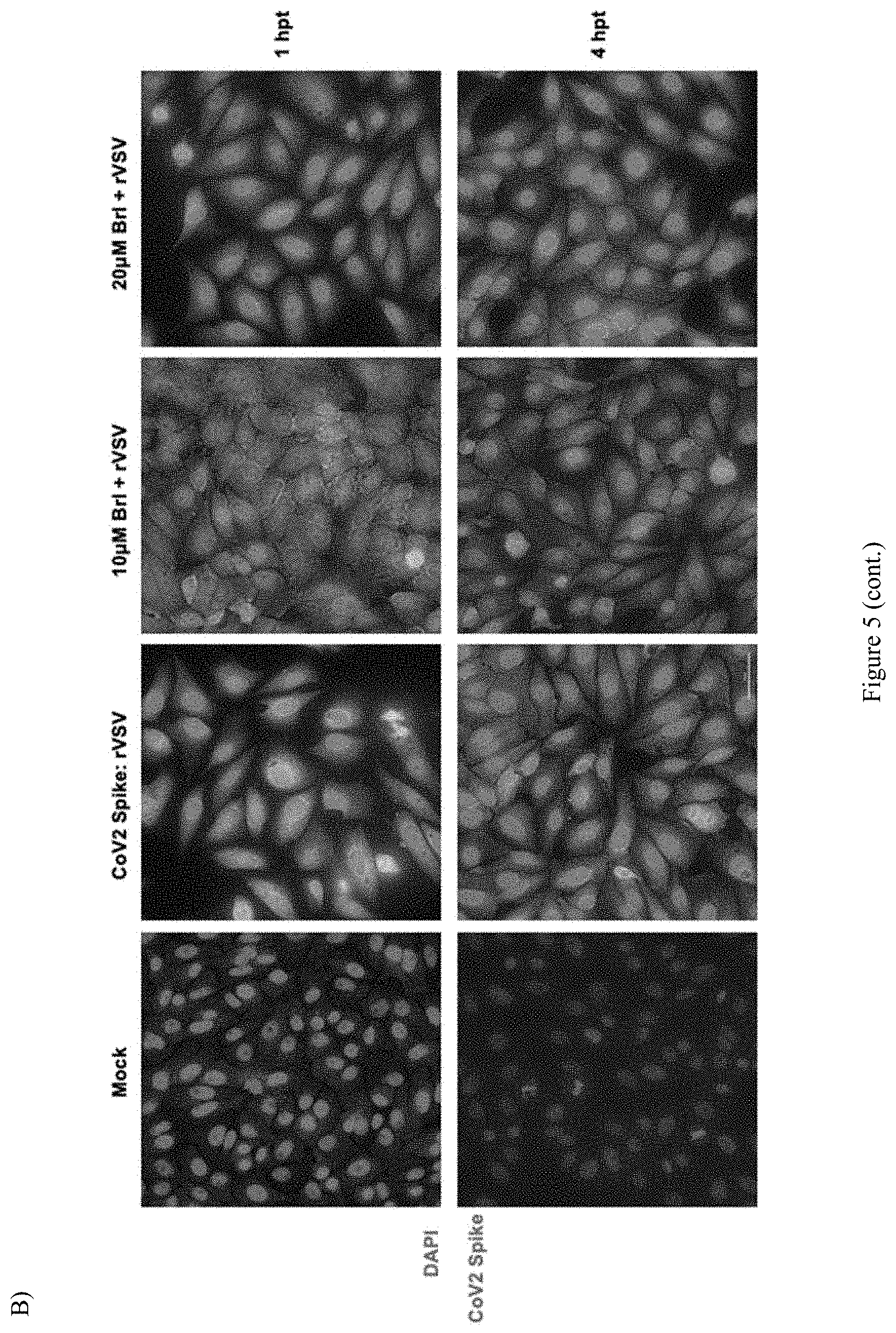 Patent US11771694 Figure 13 – Arylamide compounds for treatment and prevention of viral infections