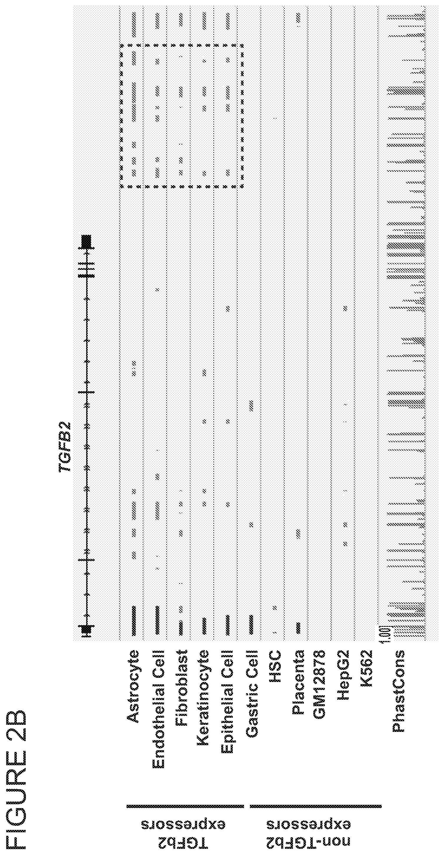 Patent US11771703 Figure 5 – Targeted epigenetic therapy against distal regulatory element of TGFβ2 expression