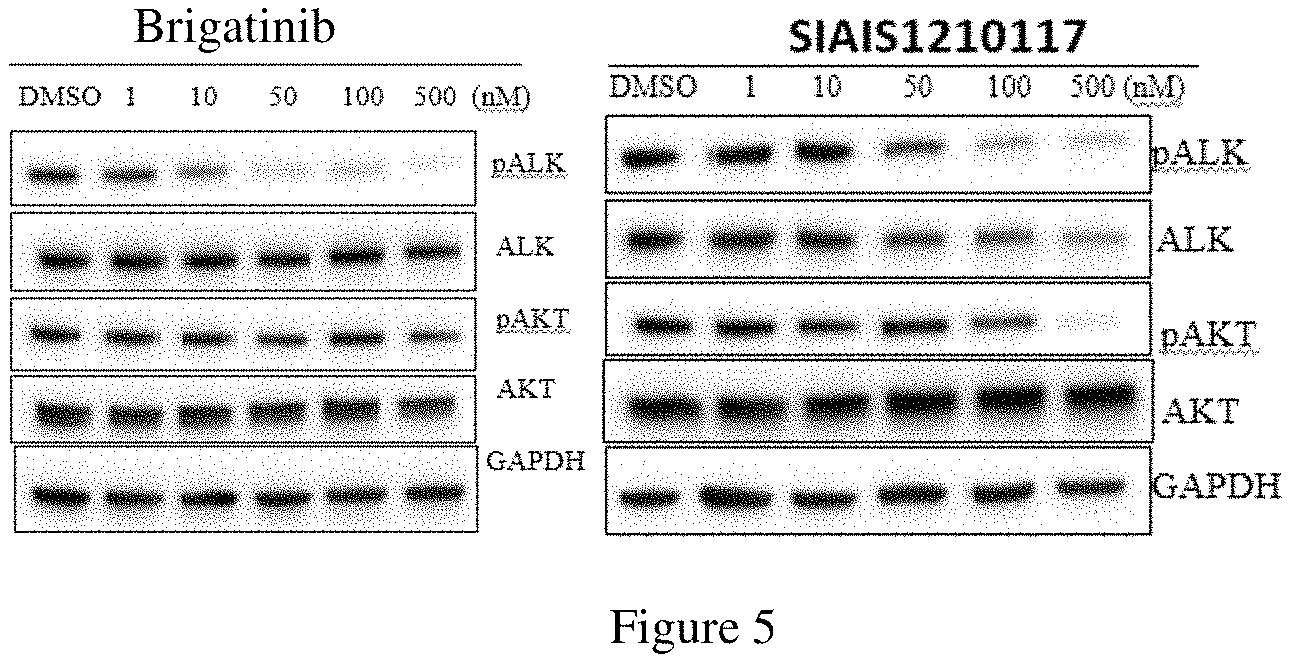 Patent US11771709 Figure 3 – ALK protein degradation agent and anti-tumor application thereof