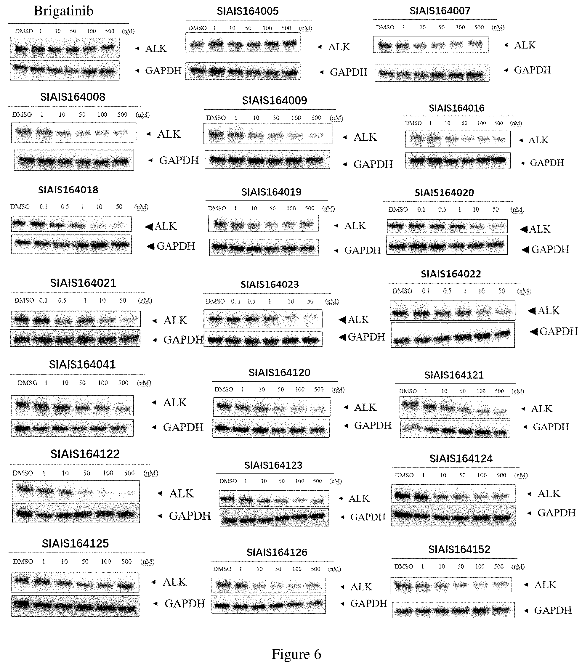 Patent US11771709 Figure 4 – ALK protein degradation agent and anti-tumor application thereof