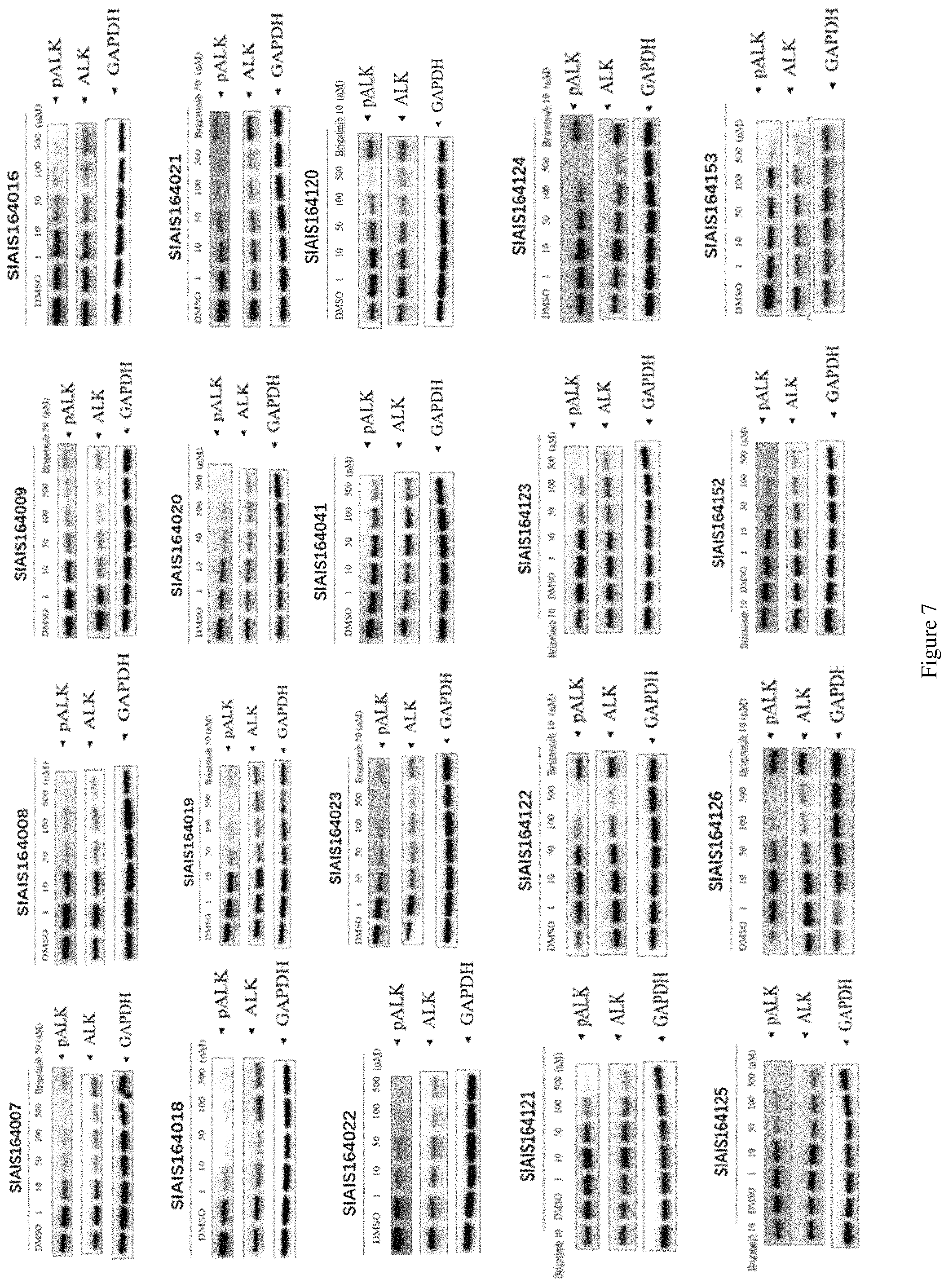 Patent US11771709 Figure 5 – ALK protein degradation agent and anti-tumor application thereof