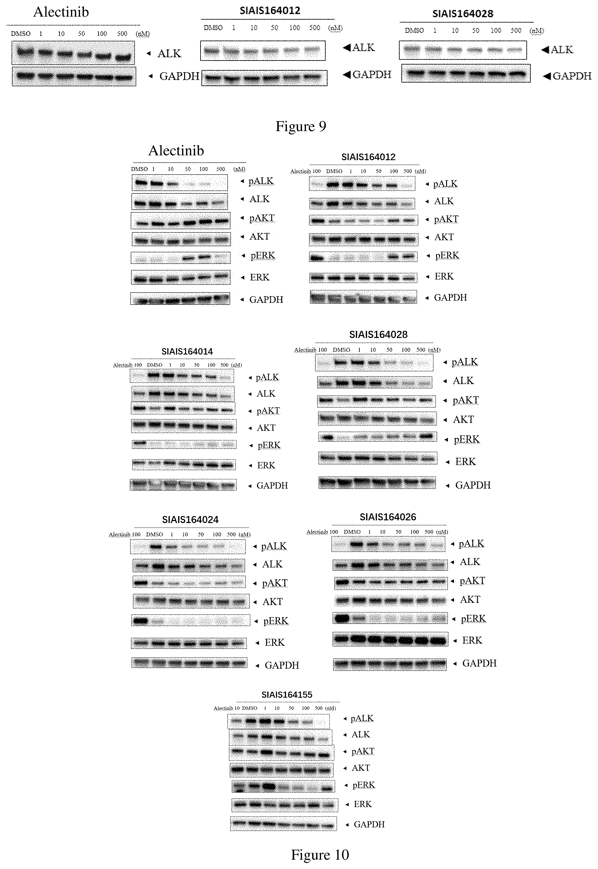 Patent US11771709 Figure 7 – ALK protein degradation agent and anti-tumor application thereof