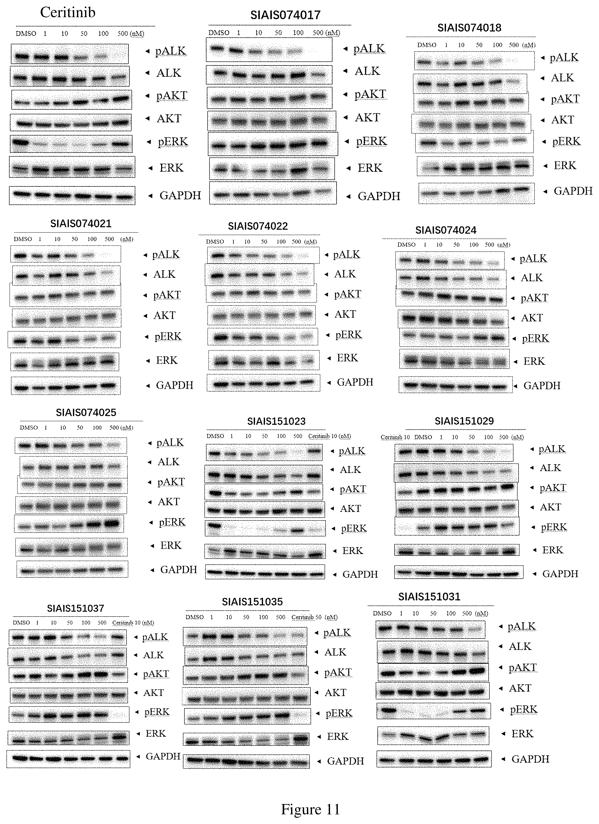 Patent US11771709 Figure 8 – ALK protein degradation agent and anti-tumor application thereof