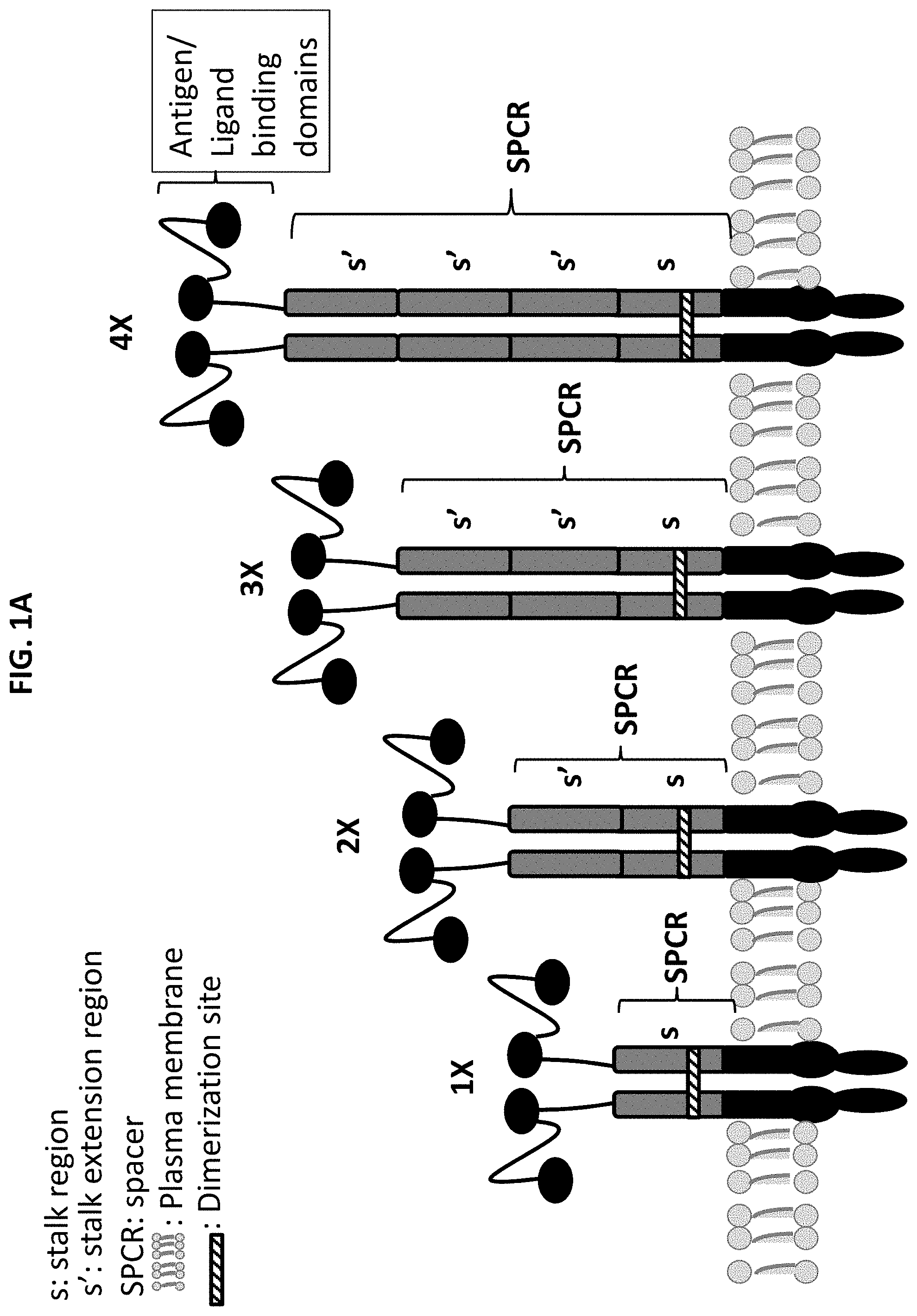 Patent US11771718 Figure 1 – Polypeptide compositions comprising spacers
