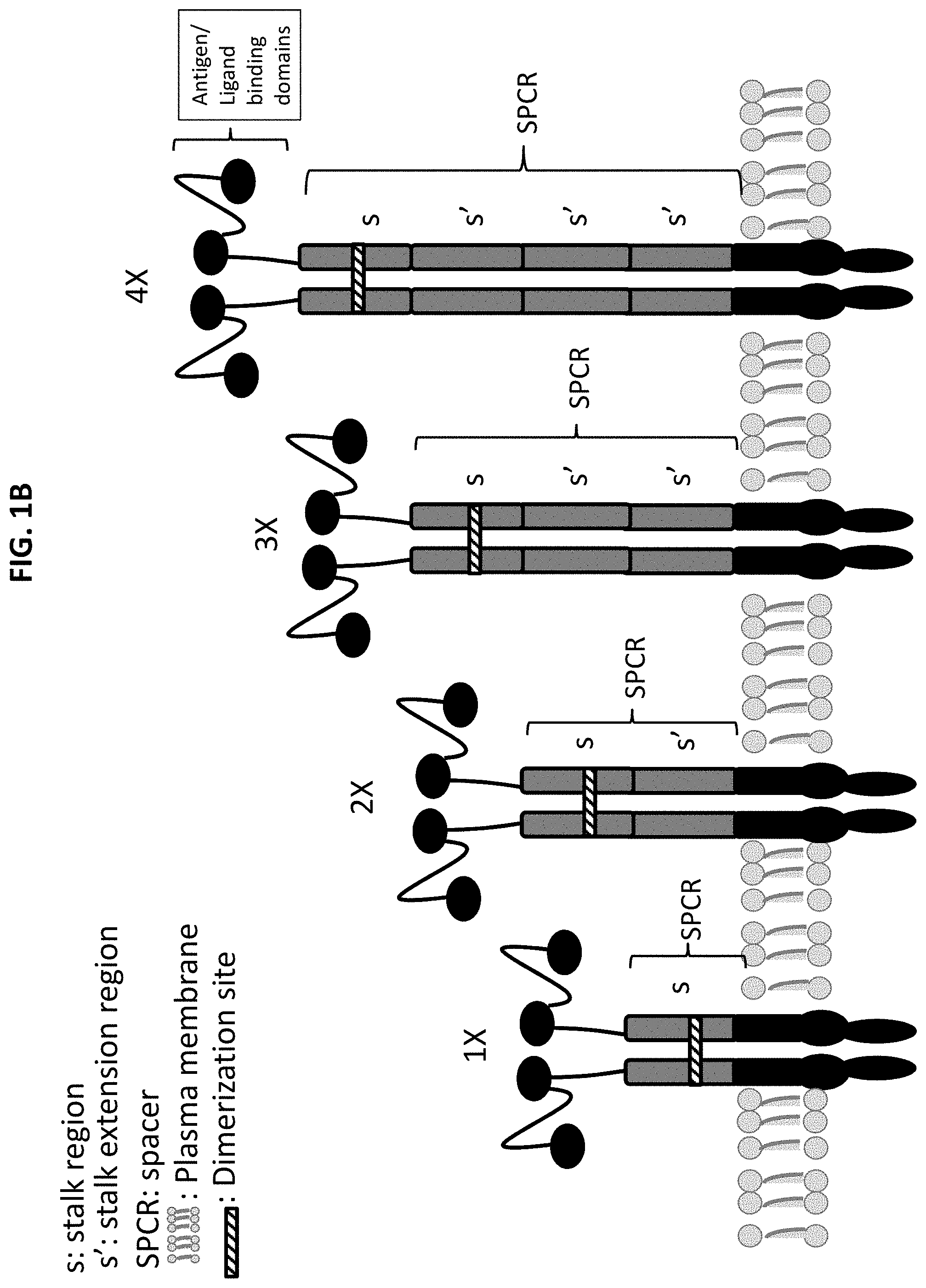 Patent US11771718 Figure 2 – Polypeptide compositions comprising spacers