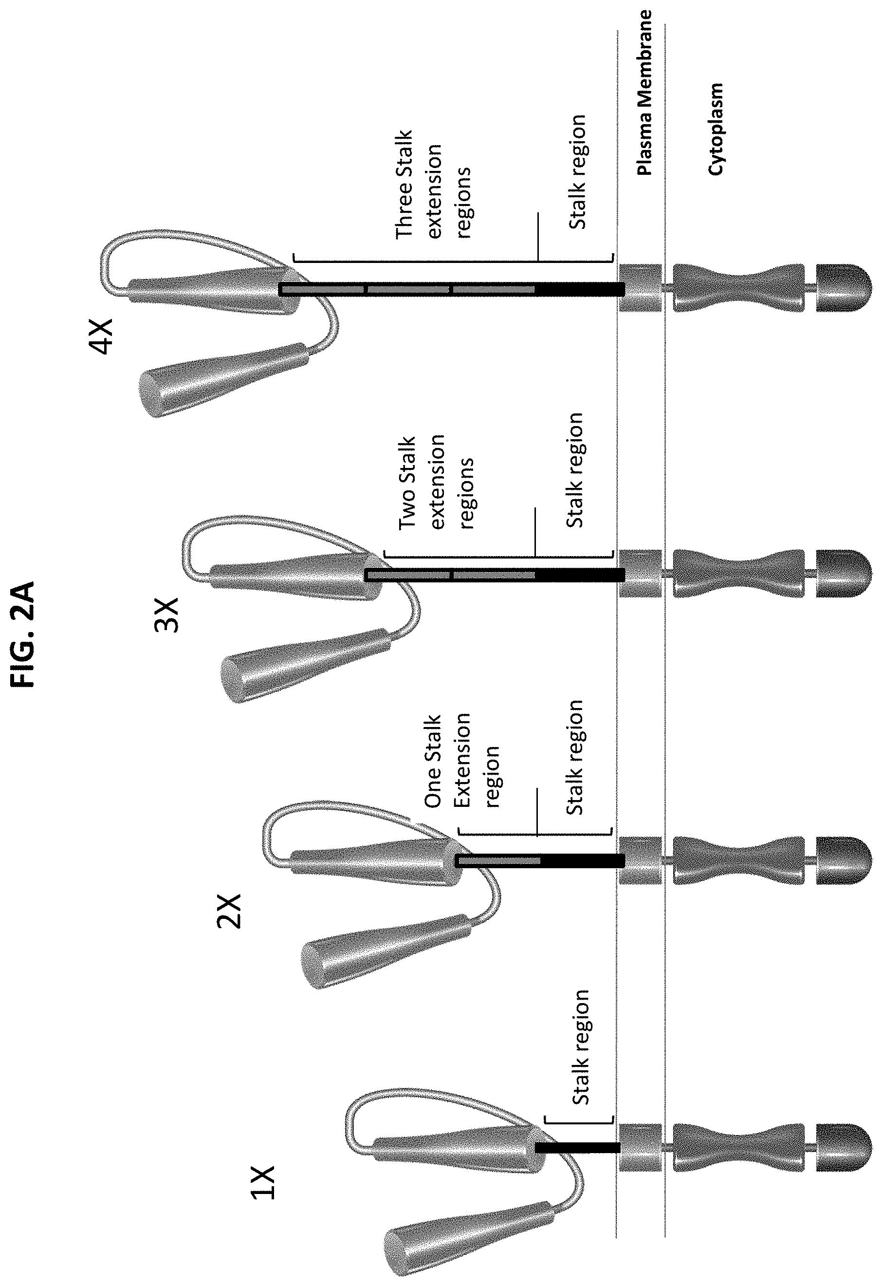 Patent US11771718 Figure 3 – Polypeptide compositions comprising spacers