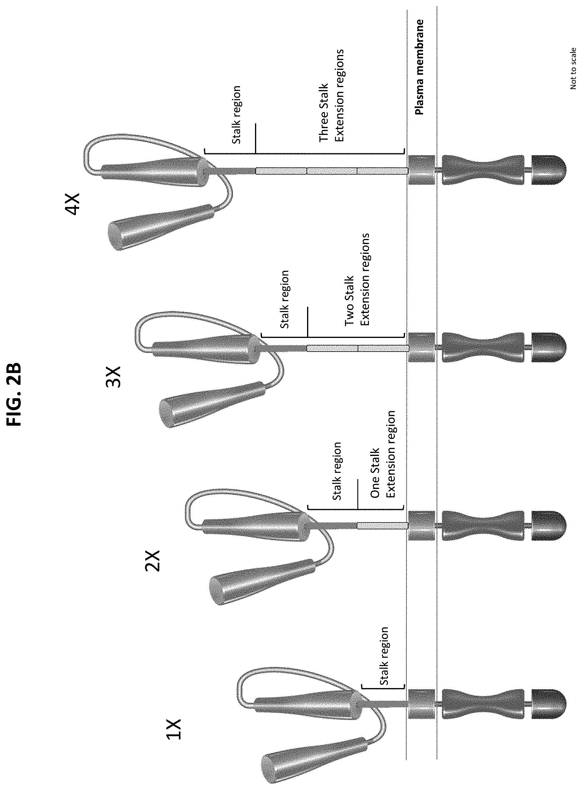Patent US11771718 Figure 4 – Polypeptide compositions comprising spacers