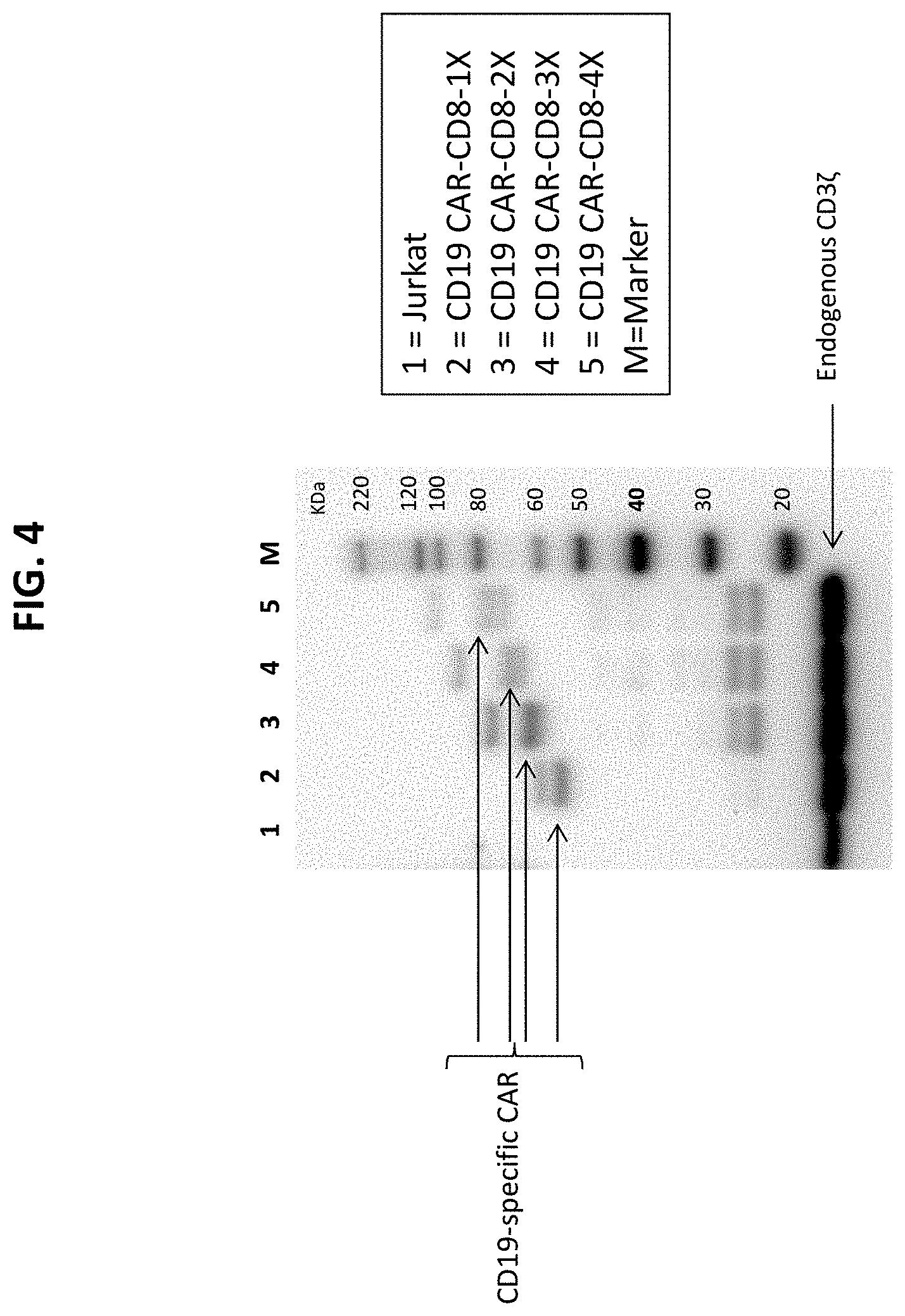Patent US11771718 Figure 7 – Polypeptide compositions comprising spacers