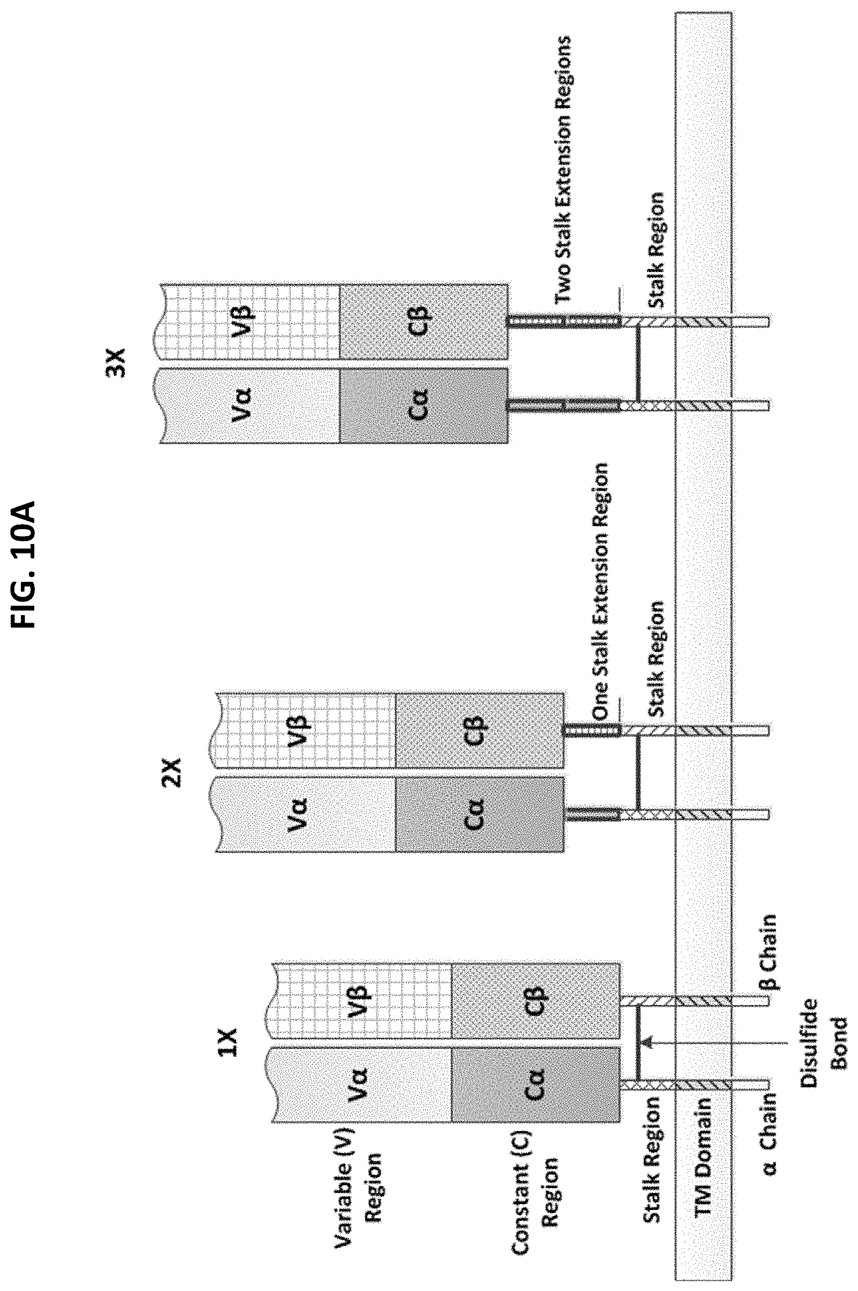 Patent US11771718 Figure 14 – Polypeptide compositions comprising spacers