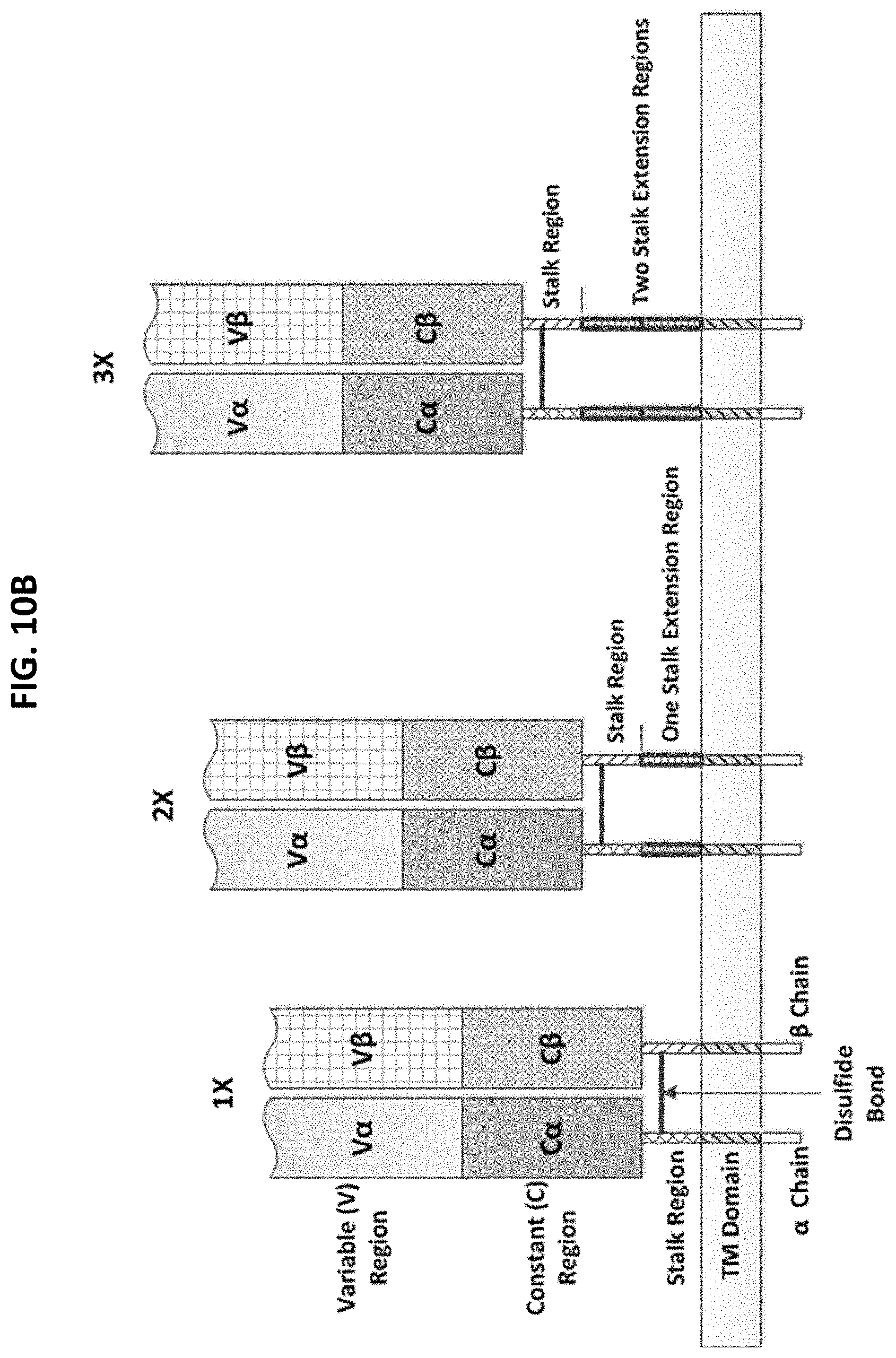 Patent US11771718 Figure 15 – Polypeptide compositions comprising spacers