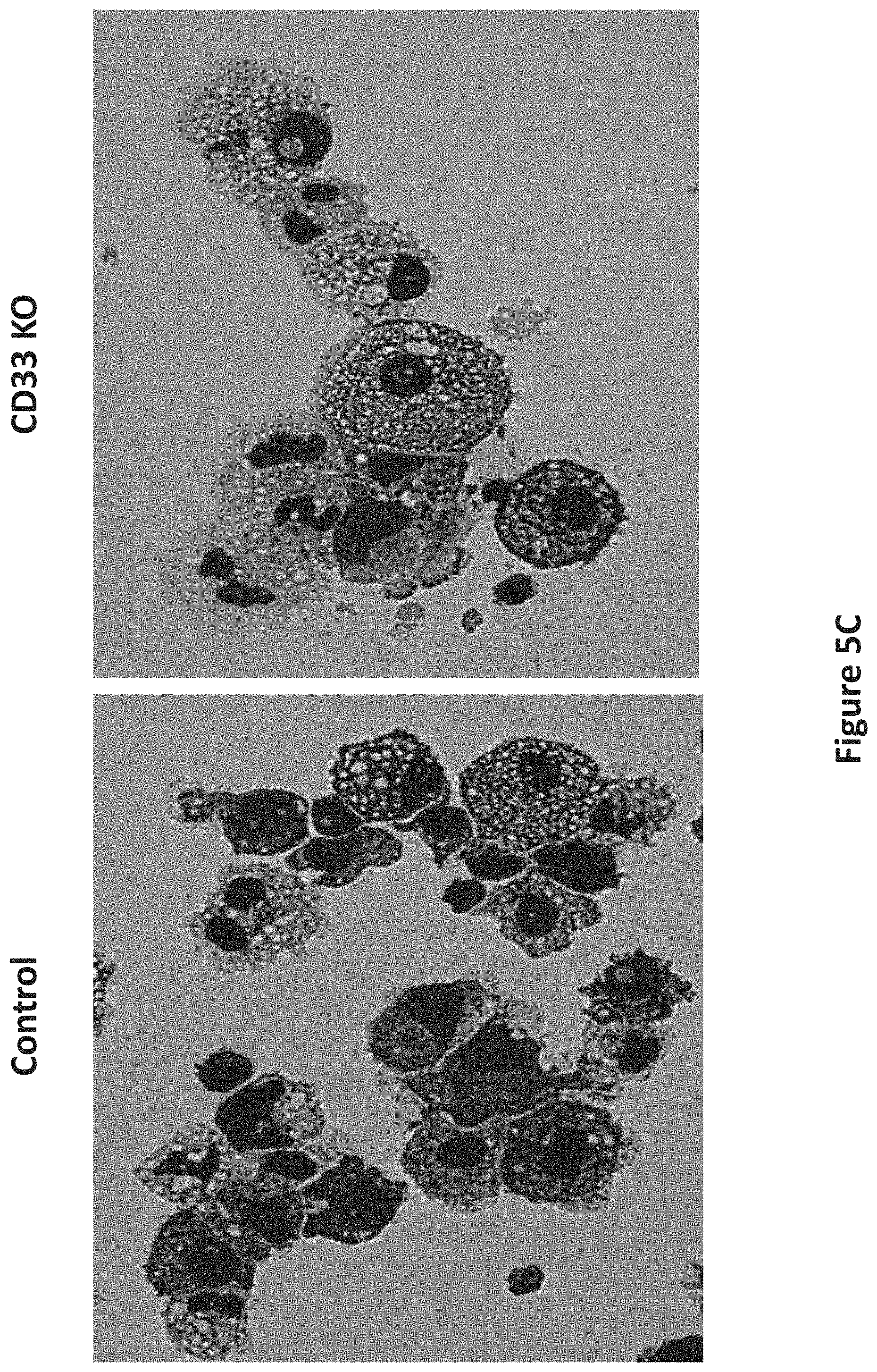 Patent US11771719 Figure 7 – Methods and compositions for gene editing in hematopoietic stem cells
