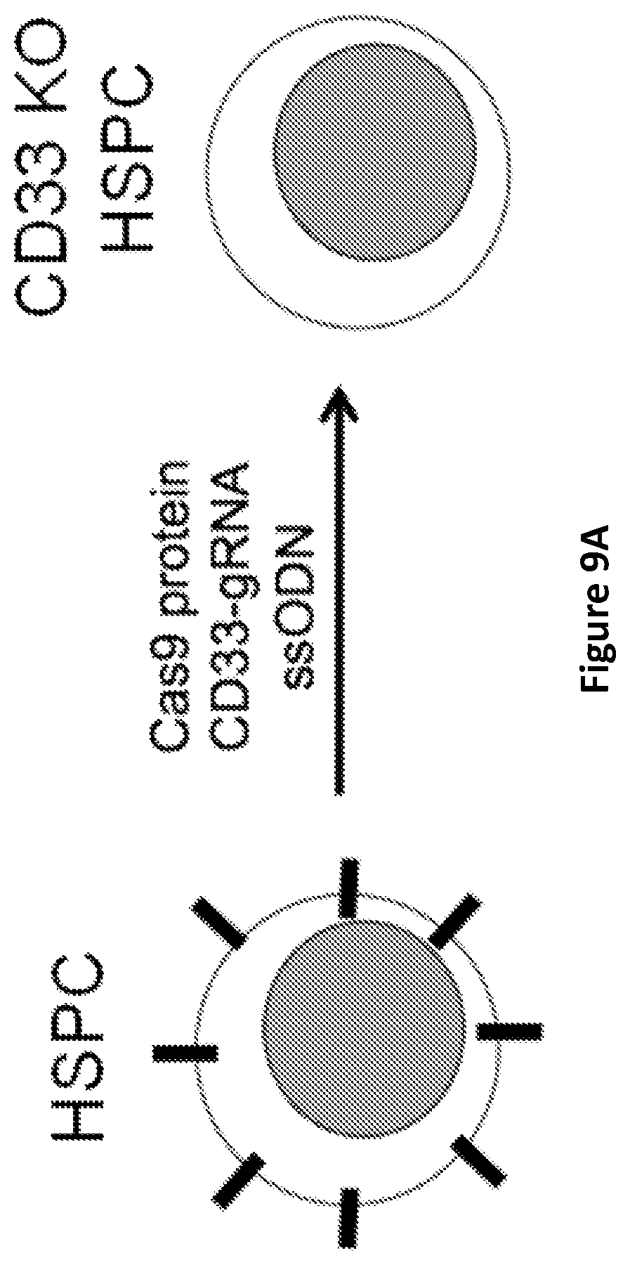 Patent US11771719 Figure 11 – Methods and compositions for gene editing in hematopoietic stem cells