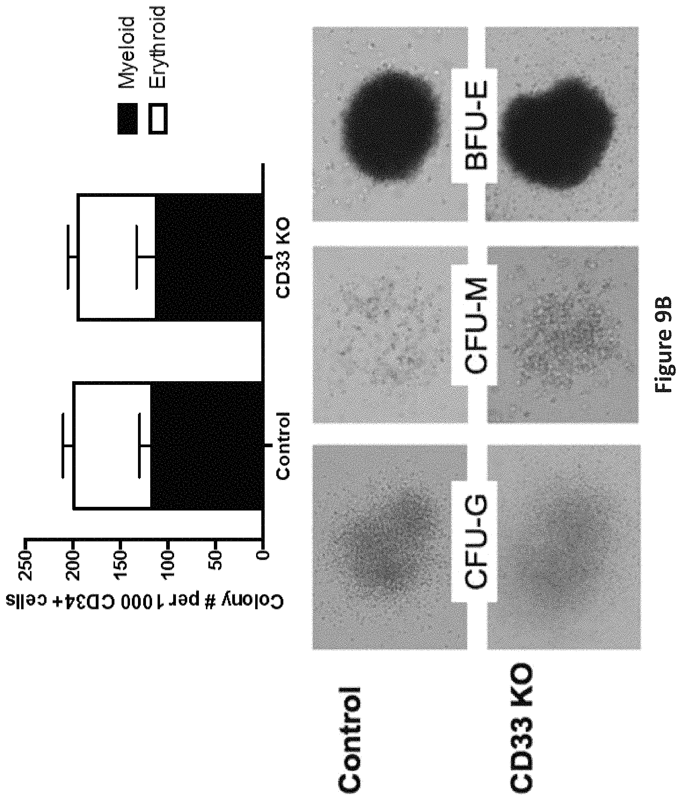 Patent US11771719 Figure 12 – Methods and compositions for gene editing in hematopoietic stem cells