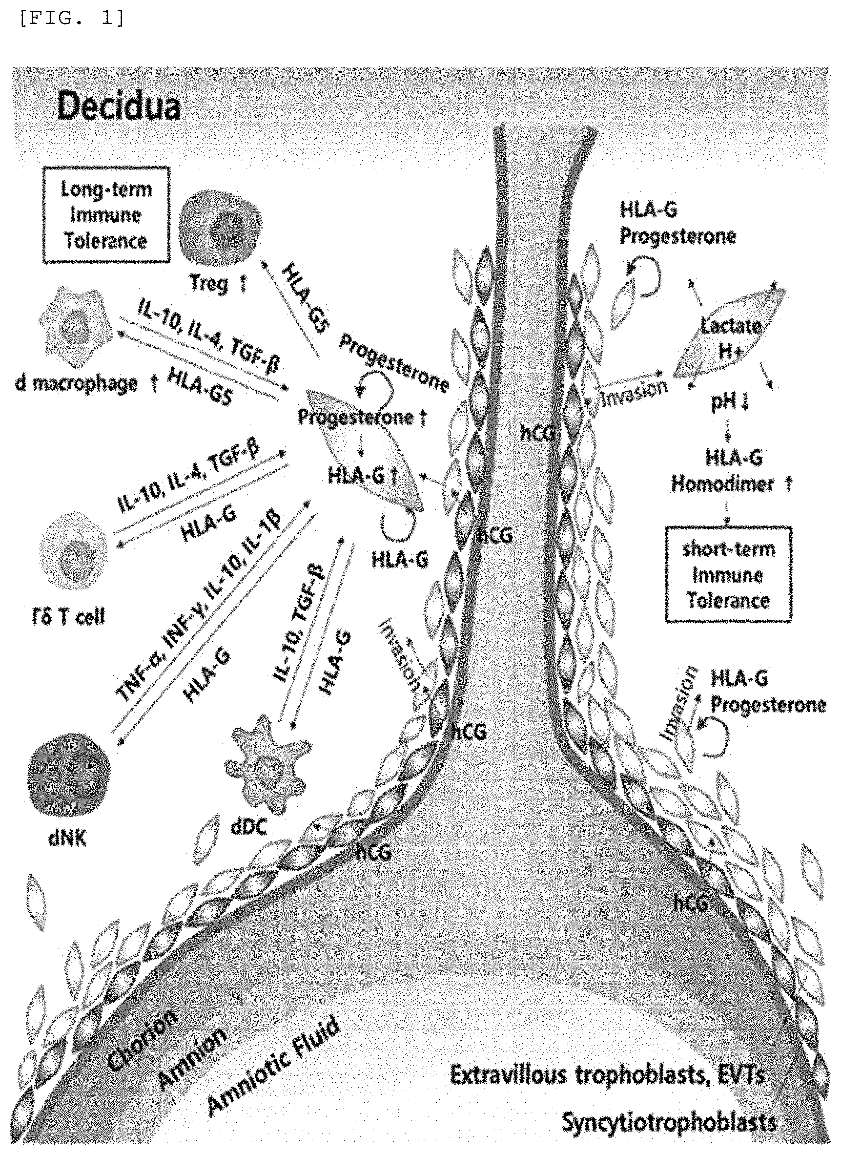 Patent US11771720 Figure 1 – Method for preparing immune-tolerized extracellular vesicle containing lactate dehydrogenase band peroxisome proliferator-activated receptor gamma coactivator 1-alpha, and composition comprising the extracellular vesicle